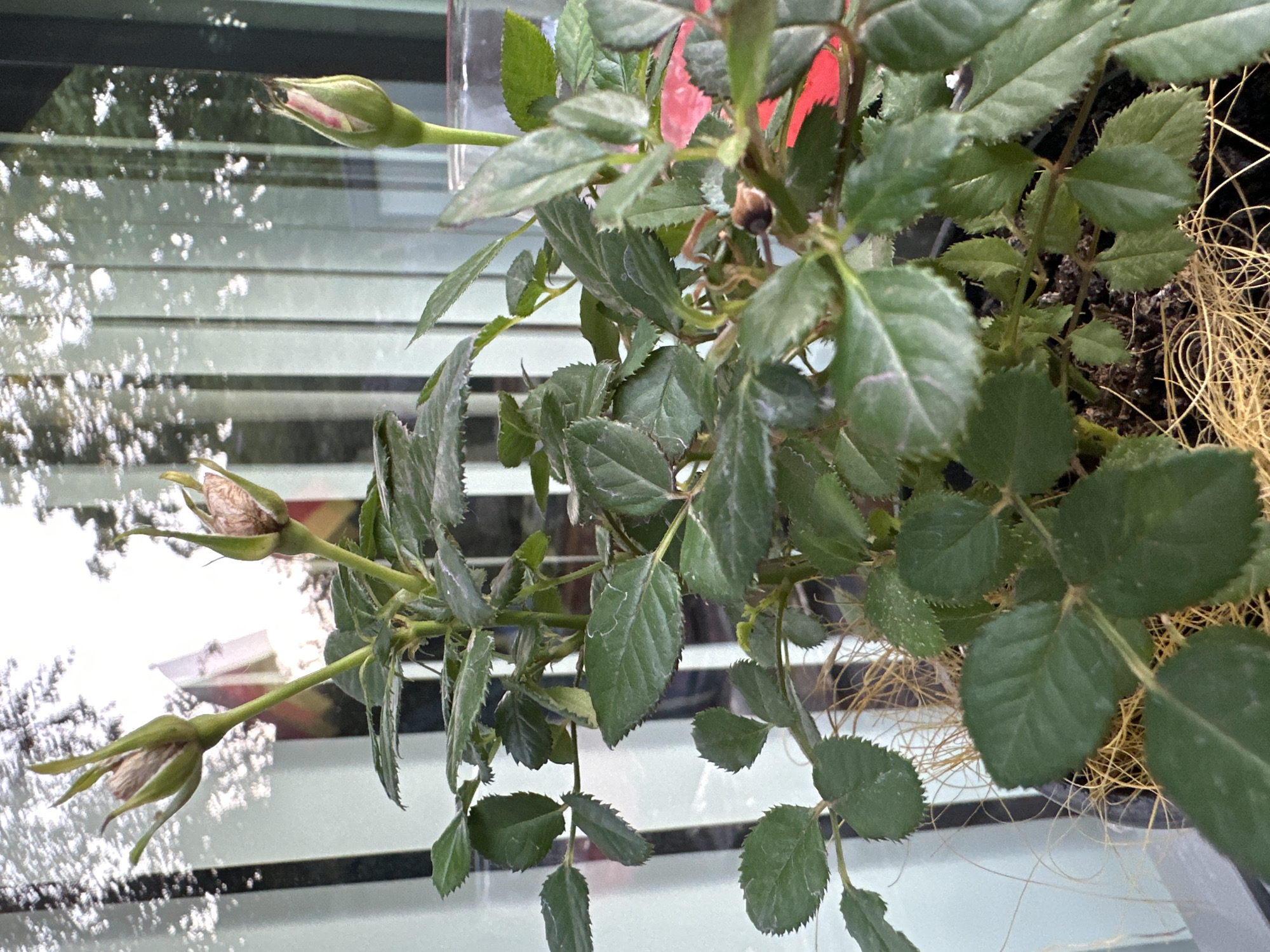 The image shows a close-up view of a rose plant with several buds. The plant has green leaves with serrated edges, and some of the leaves have a dusty or white coating. There are at least three rose buds visible, all in various stages of development, with one appearing partially open to reveal hints of pink inside. The plant is in a pot, with some of its roots and fibrous material visible around the soil.
The background appears to be a window with horizontal blinds, and there are reflections on the glass, including what looks like trees or foliage and possibly some buildings or structures. The lighting suggests it could be daytime, with diffused light. The overall setting appears to be indoors, near a window. The condition of the leaves might indicate a need for watering or pest treatment, but no specific health issues are definitively identifiable. No people are visible in the image, and no text is present. The scene is still and focused on the plant's details. The location is Krefeld, Germany.