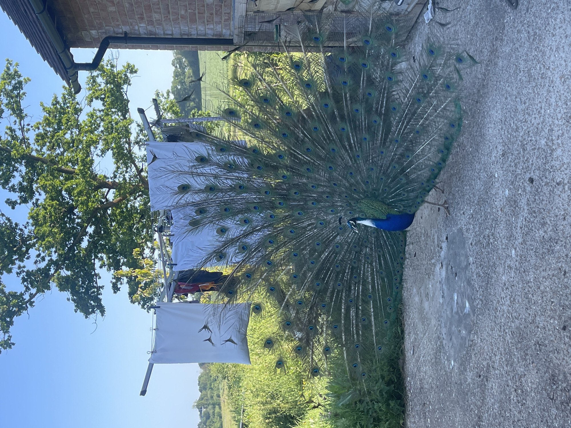 The image shows a peacock displaying its tail feathers in an outdoor setting. Clothes are hanging on a clothesline in the background, alongside a building. Beyond the clothesline is a field. The location is Ashford, United Kingdom.