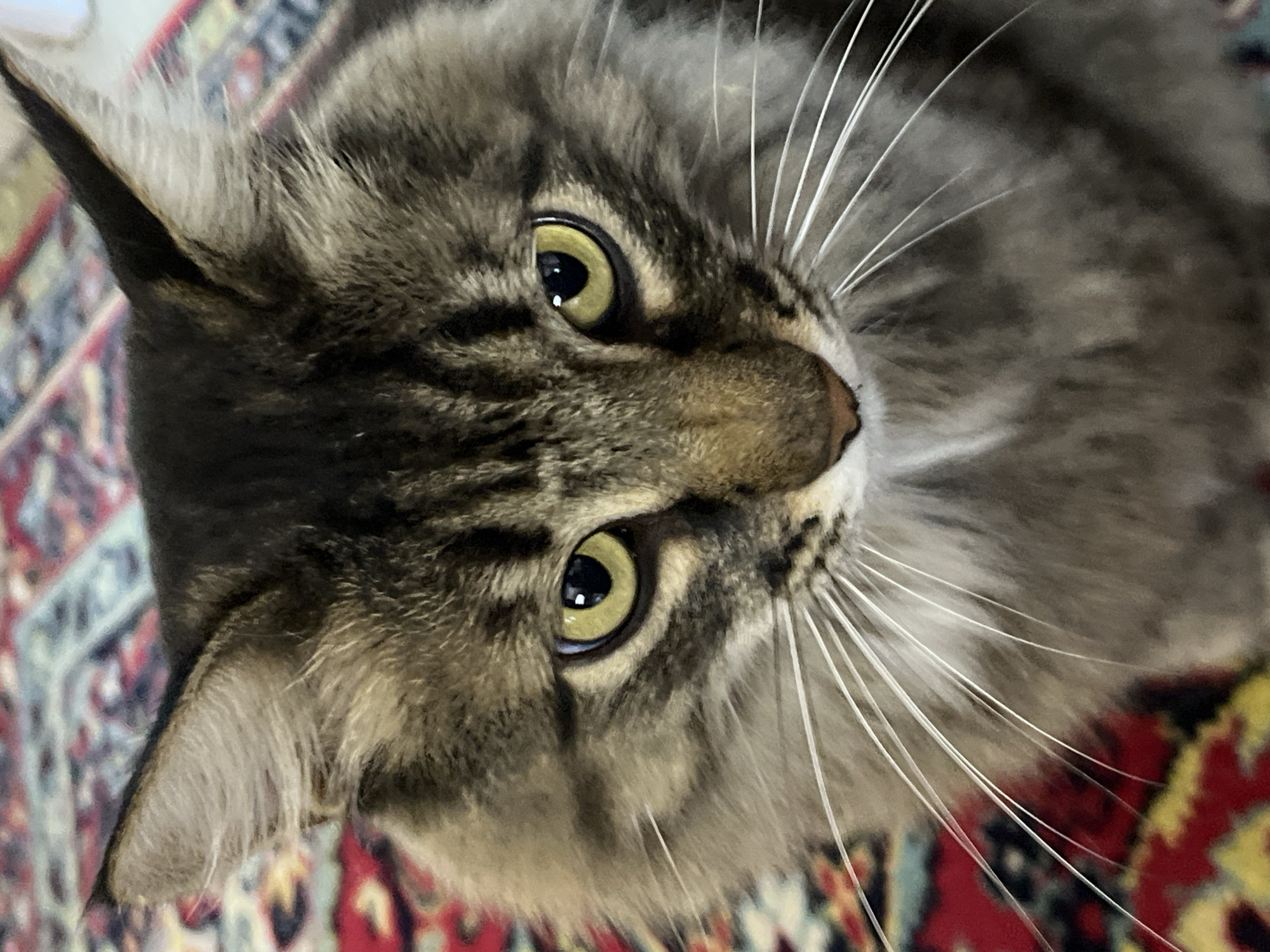 The image is a close-up, eye-level shot of a domestic cat's face. The cat has tabby markings with shades of brown, black, and gray fur. Its eyes are a bright yellow-green and are looking directly at the camera. Long white whiskers extend from its muzzle. The cat is positioned in front of a colorful, patterned rug, possibly in an indoor setting. There is no indication of Krasnyye Barrikady, Russia in the image.
