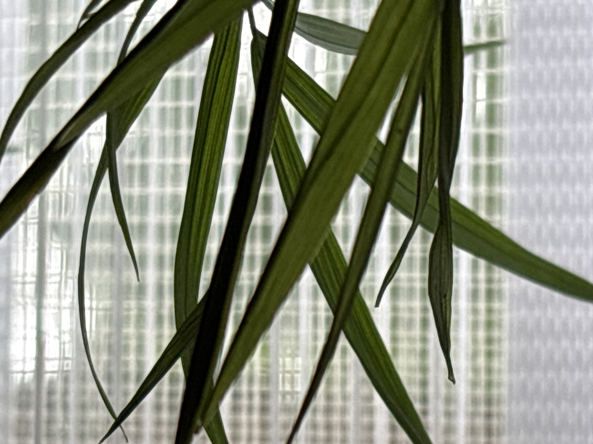 The image shows a close-up of several long, thin, green leaves in sharp focus. The leaves are overlapping and angled in various directions against a blurred background. The background consists of a grid pattern, suggesting a window blind or frosted glass. The lighting is diffuse and appears to be coming from behind the leaves, creating a slight silhouette effect and highlighting the texture of the leaves. The scene does not contain any people, animals, or recognizable landmarks that would indicate a specific location within Saint Petersburg, Russia. The focus is solely on the botanical subject matter.