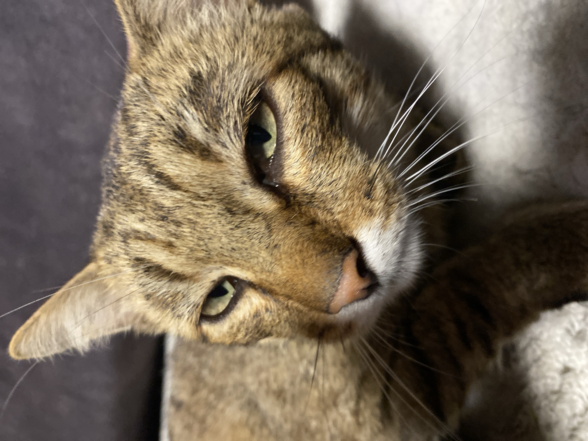 This is a close-up photograph of a domestic cat's face. The cat has tabby markings with shades of brown, black, and tan fur. Its eyes are a light green color, and its nose is a pinkish-brown hue. The cat's whiskers are long and white. The background is out of focus, appearing as dark and light blurred areas, suggesting it is indoors on a soft surface like a blanket or sofa. There is no indication of the city of Chaikovsky, Russia, or any specific location within a city. The image focuses solely on the cat's facial features.