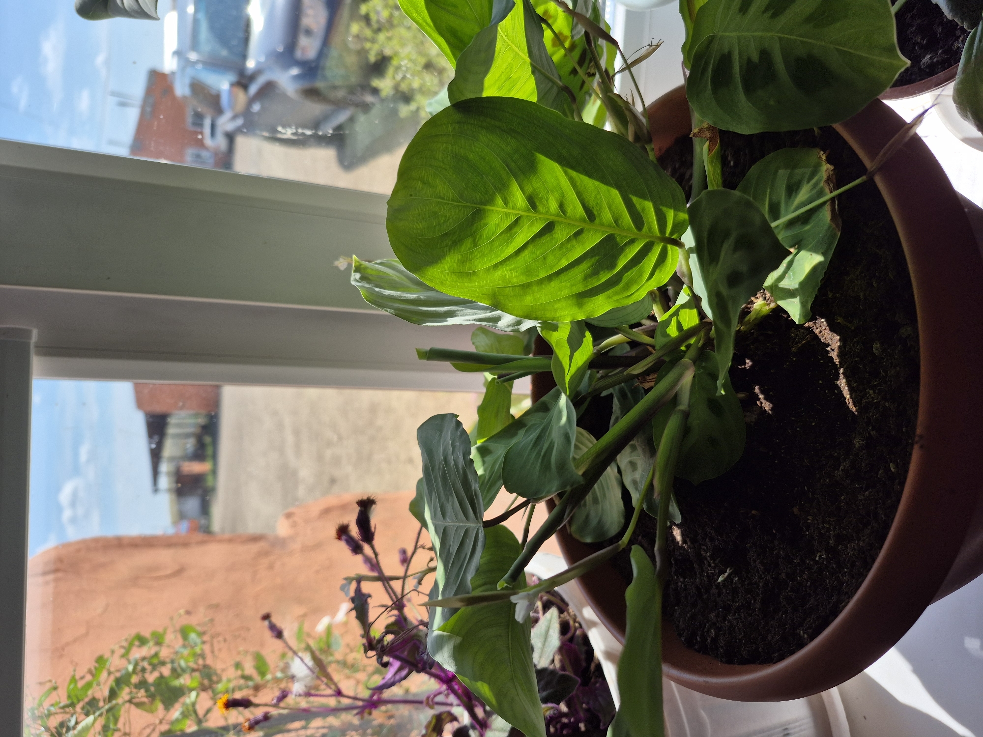 A close-up, eye-level shot focuses on a potted plant with large, green leaves, positioned in front of a window. The plant appears to be a Maranta or Prayer Plant, evidenced by the prominent veins on the leaves and the slightly reddish underside of some leaves visible in the lower left. The plant is in a brown, plastic pot filled with dark soil. Sunlight streams in from the window, illuminating the leaves and casting shadows.
Through the window, a blurred background depicts an outdoor scene. A textured, orange-colored wall is visible on the left, possibly part of a building. Further back, there are outbuildings with corrugated metal roofs and brick structures. A dark-colored SUV or truck is parked in the middle ground. The sky above is blue with scattered white clouds, suggesting daytime and clear weather.
The overall environment suggests a residential or commercial setting, likely in a locale with exposed structures and a dry climate, consistent with a region like Свердловка, Kazakhstan. There are no people or animals visible in the frame. The focus is entirely on the plant and its immediate surroundings.