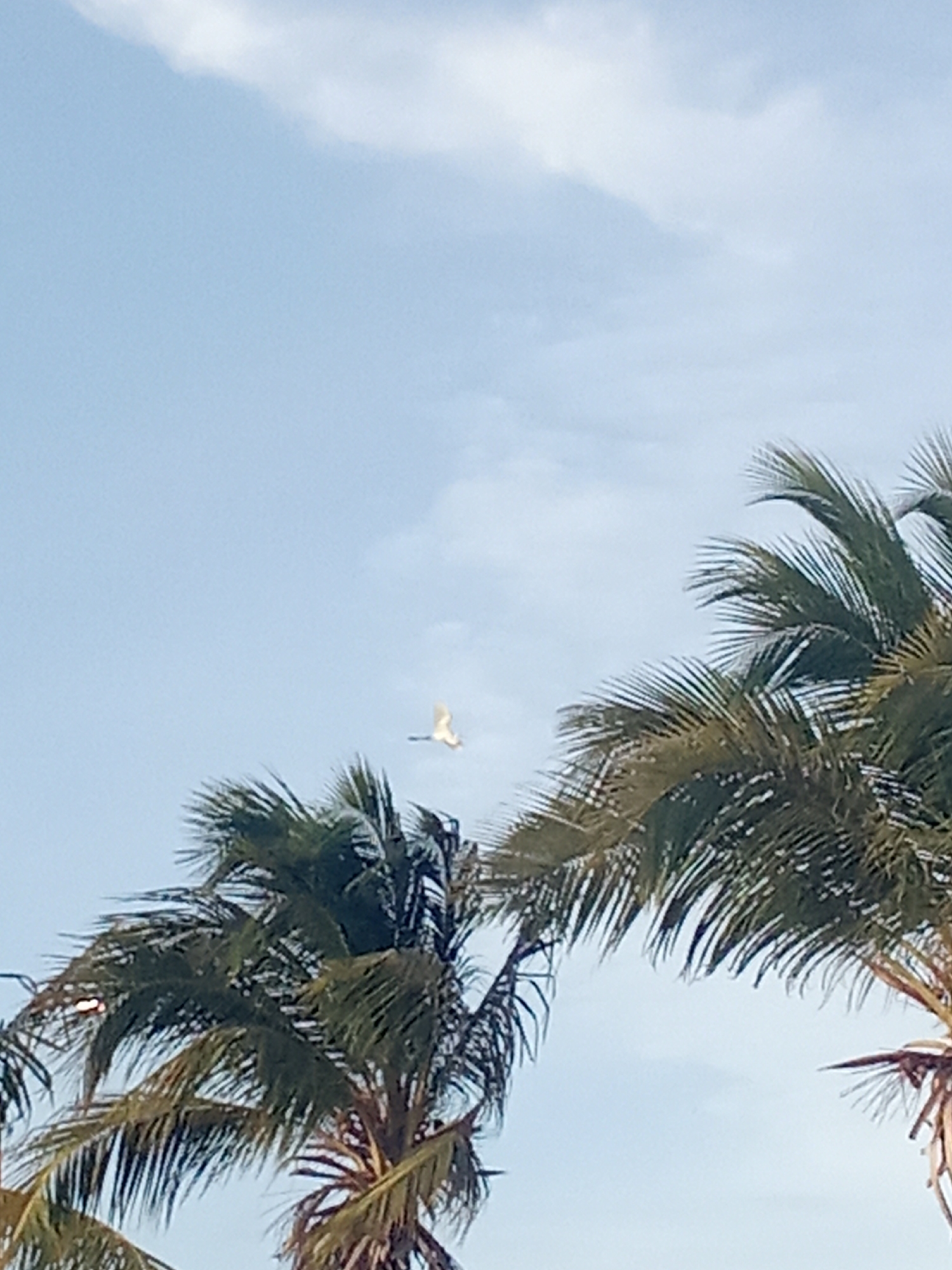 The image depicts a scene in Juan Griego, Venezuela, with two palm trees framing a view of a light blue sky with a few wispy clouds. A white bird is flying in the space between the palm trees, its wings spread. The fronds of the palm trees are green and slightly windswept. The scene is taken in daylight.