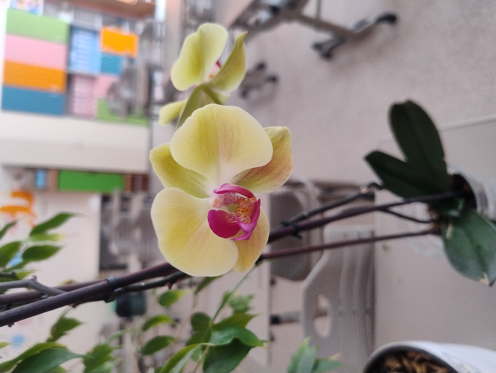 A close-up, shallow depth of field shot focuses on a pale yellow orchid with a vibrant magenta lip. The orchid stem is dark brown and slightly fuzzy, with green leaves visible in the upper left portion of the frame. The background is blurred, showing what appears to be a classroom or office setting. In the mid-ground, a light-colored surface with circular indentations is visible. Further in the background, rows of colorful cubbies or shelves are out of focus, along with the legs of chairs. The image was taken in an indoor environment.