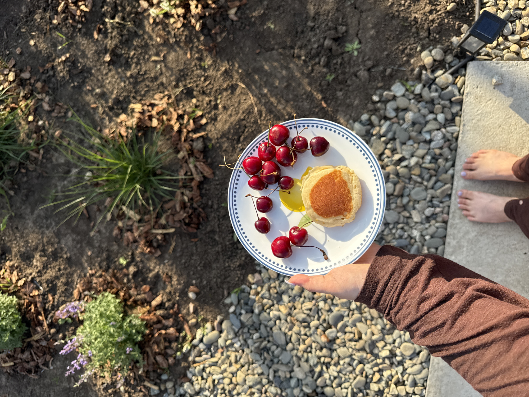 A person's arm, clad in a brown long-sleeved shirt, holds a white plate with a blue rim, adorned with small blue dots. On the plate are several bright red cherries with stems and a stack of two small, golden-brown pancakes. A small yellow circle is visible on the plate, possibly a dollop of syrup. The plate is positioned over a patch of grey gravel. In the background, the ground is a mix of dark soil, bark mulch, and scattered small stones. A small green plant with purple flowers and another with long, thin green leaves are visible in the soil. The scene is outdoors, with sunlight casting shadows. The overall impression is a casual outdoor meal setting in a garden or yard.