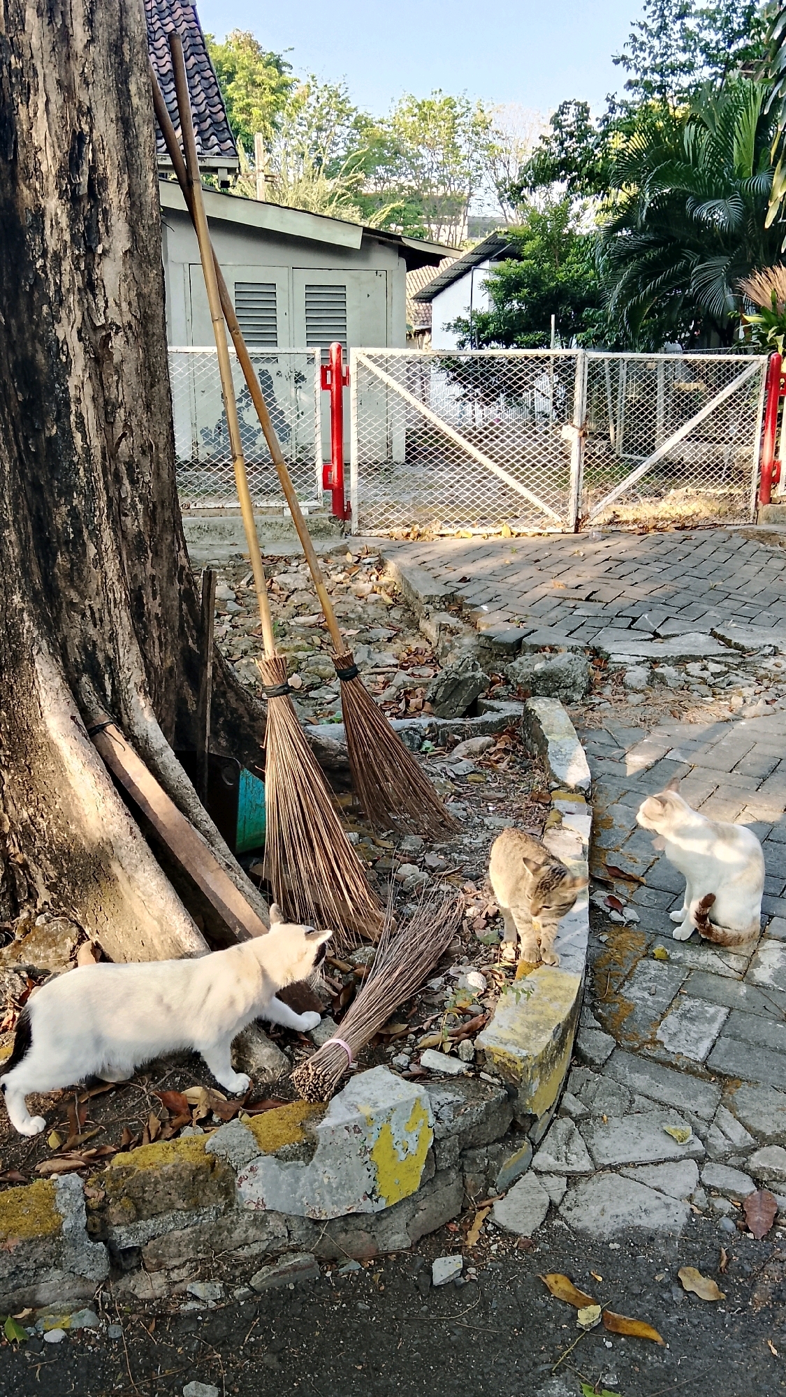In Tlogobendung, Indonesia, an outdoor scene features three cats near a weathered tree and two brooms. A white cat with black markings is positioned on the left, facing a broom. To its right, a tan tabby cat stands on a raised concrete border. Further to the right, a white cat with tan markings sits looking to the left. The environment includes a paved area with broken sections, debris, dry leaves, and a metal fence with red posts in the background. A building with a tiled roof and louvred windows is visible behind the fence. The lighting suggests it is daytime.