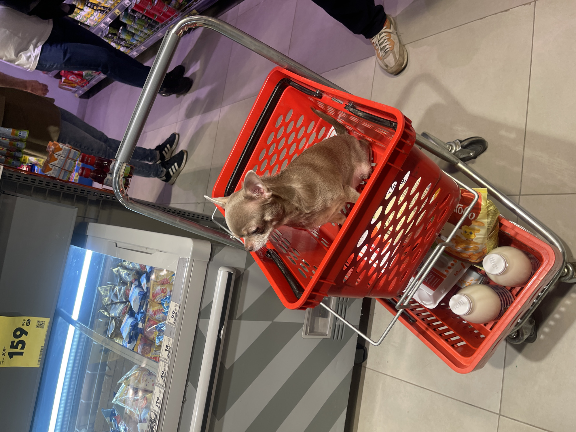 Here is a forensic description of the image:
The image presents a view from above, capturing a scene within what appears to be a grocery store, situated in an unspecified city. The focal point is a silver shopping cart with two red plastic baskets. In the upper basket, a small, short-haired, light brown chihuahua is resting, taking up most of the space. In the lower basket, several grocery items are visible, including two white bottles with screw-top lids, a box labeled "ЯЙЦО," and a yellow package with cartoon characters, likely a children's food product.
Parts of multiple people are visible on either side of the cart. On the left, a person wearing dark blue jeans and black sneakers with white stripes is partially visible, along with another person wearing lighter-colored jeans. On the right, the lower part of a person is seen, wearing dark pants and beige sneakers with orange details.
To the left of the shopping cart, there is a refrigerated display case filled with packaged food items. A yellow sign, showing 159, is displayed on the display case.
The floor appears to be tiled in gray and white stripes.