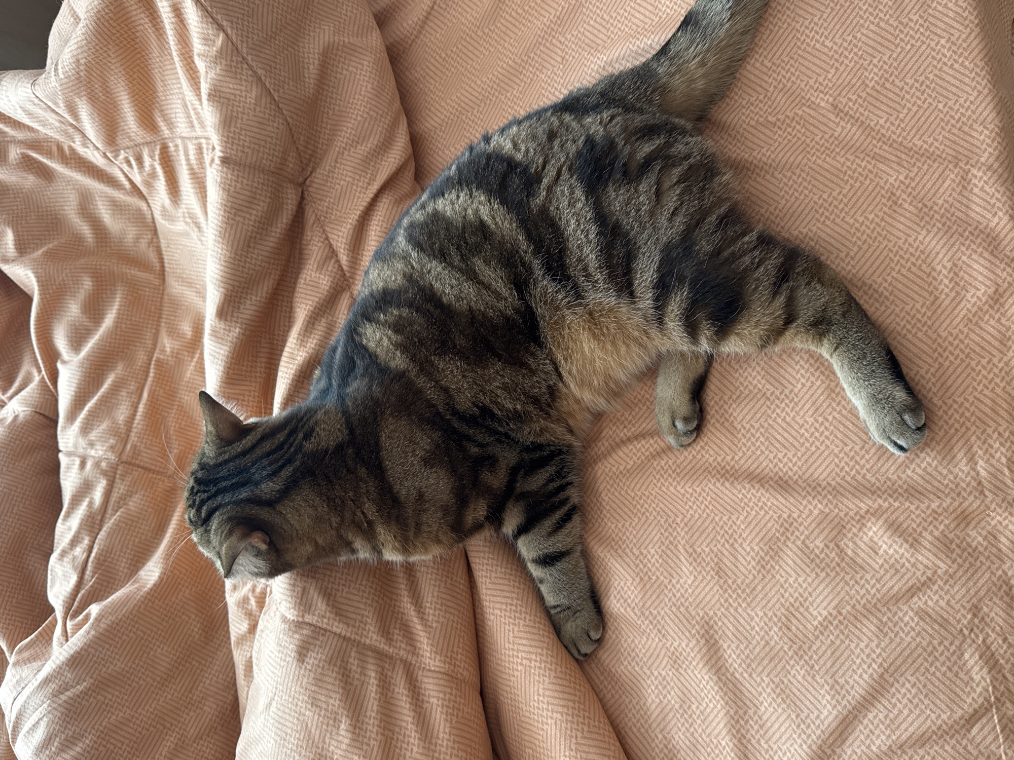 A tabby cat lies sprawled on a peach-colored patterned bedspread. The cat's head is near the upper left of the frame, and its body stretches diagonally across the bed. The cat is facing left with its head down, and its tail extends towards the upper right corner. The bedspread has a textured pattern, and the bedding appears slightly rumpled. The photo was taken indoors. No people are visible. There is no information available regarding the location being in Chaikovsky, Russia.