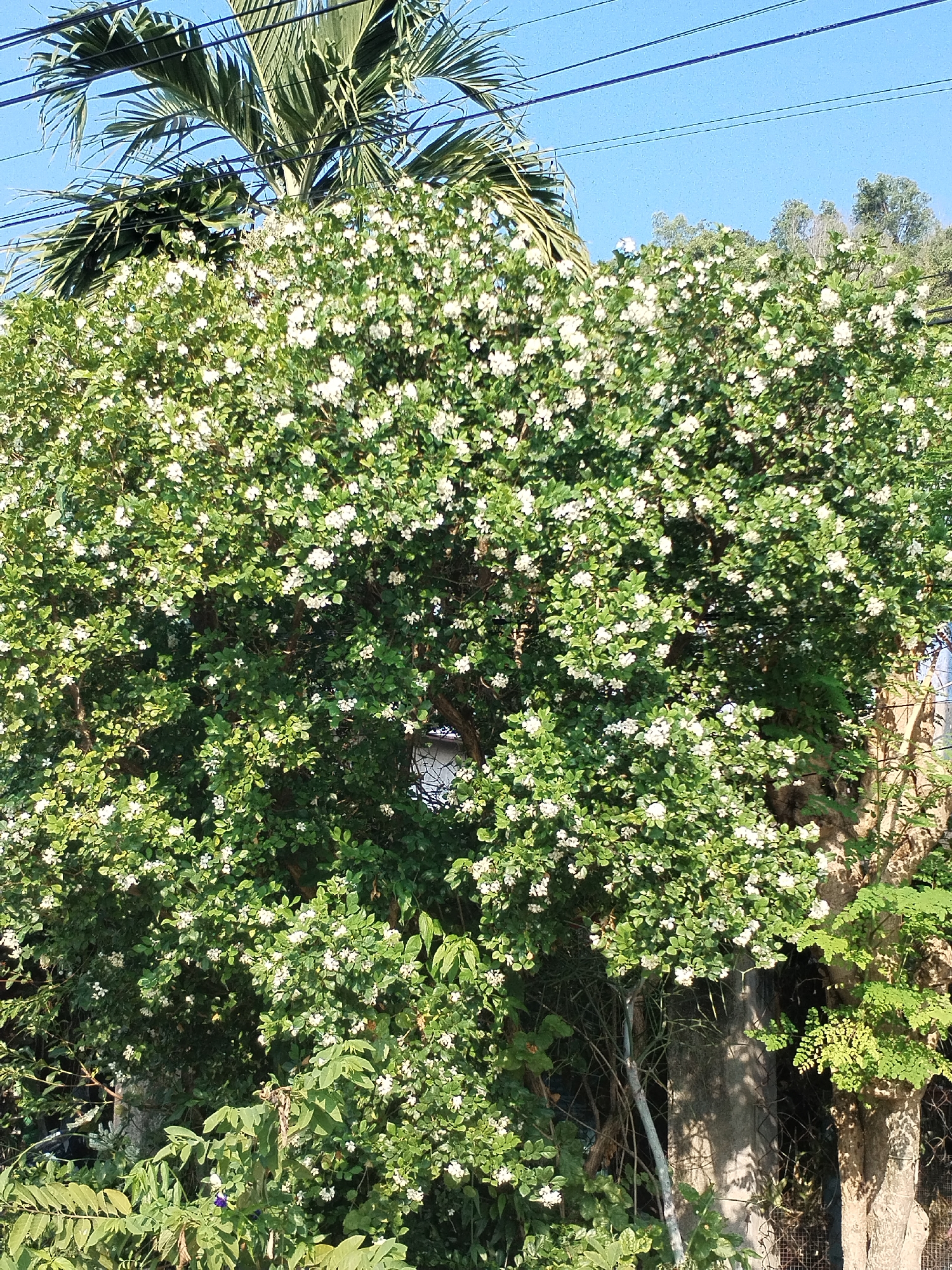 The image depicts a lush, green bush covered in small white flowers, potentially located in Bac Nha Trang Ward, Vietnam. A palm tree towers behind it, and power lines stretch across a clear, bright blue sky. The scene is illuminated with sunlight, revealing a variety of plants at the base of the bush. Two trees can be seen on the right side of the bush. A concrete fence is partially visible behind some plants. The overall impression is one of vibrant vegetation in a tropical or subtropical setting.
