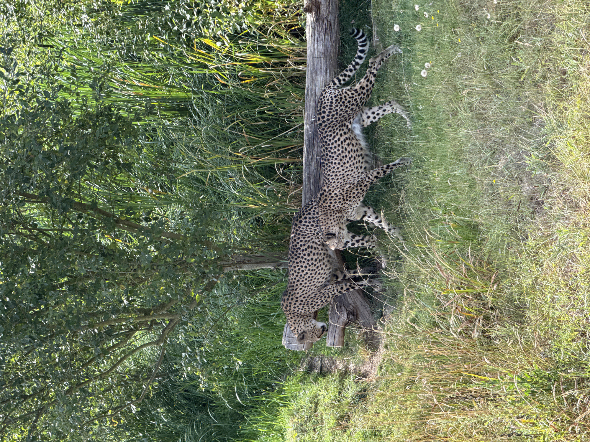 The image shows two cheetahs in a grassy, naturalistic enclosure. The cheetah on the left is walking towards the right, with its head down. The cheetah on the right is behind the first and appears to be following. Both animals have the characteristic spotted coats of cheetahs. They are walking on grass and near a fallen log. The background consists of dense green foliage, including trees and tall grass. The lighting suggests it is daytime with sunlight filtering through the leaves. This scene is located at the ZooParc de Beauval in Saint-Aignan, France.