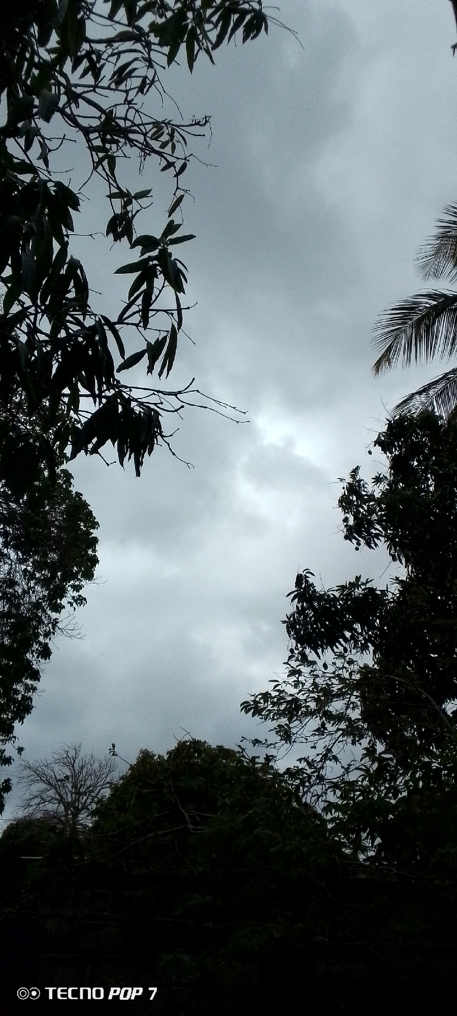 The image depicts a view of the sky partially obscured by the silhouettes of trees and branches. The sky is overcast with grey clouds. In the foreground, dark silhouettes of foliage and branches are visible on the left, top, and right sides of the frame. Some of the trees appear to have dense foliage, while others have bare branches. The bottom of the image shows a dark, silhouetted landscape, possibly indicating ground cover or more vegetation. A watermark in the lower left corner reads "TECNO POP 7". The scene suggests an outdoor environment, likely a natural setting within or on the outskirts of Altagracia, Venezuela, characterized by its cloudy sky and abundant tree cover.