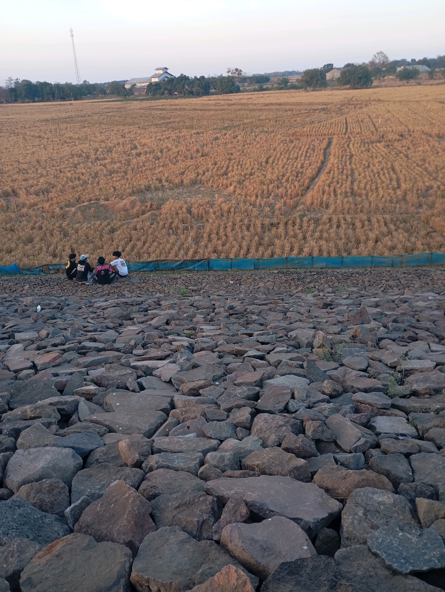 In Haurkolot, Indonesia, a group of four young individuals, appearing to be male and dressed in casual, modern attire, are seated on a rocky embankment. The embankment is composed of various-sized, irregularly shaped rocks, creating a rugged texture. Behind the embankment, a blue barrier is visible, separating it from a vast, dry field of harvested crops. The field, likely rice paddies, displays rows of stubble, indicative of recent agricultural activity. In the distance, a cluster of buildings and a tall communication tower punctuate the horizon, set against a pale sky. The scene suggests a rural or semi-rural setting, possibly during the late afternoon or early evening, given the soft lighting. The individuals are facing away from the camera, engaged in conversation or observation of the surrounding landscape.