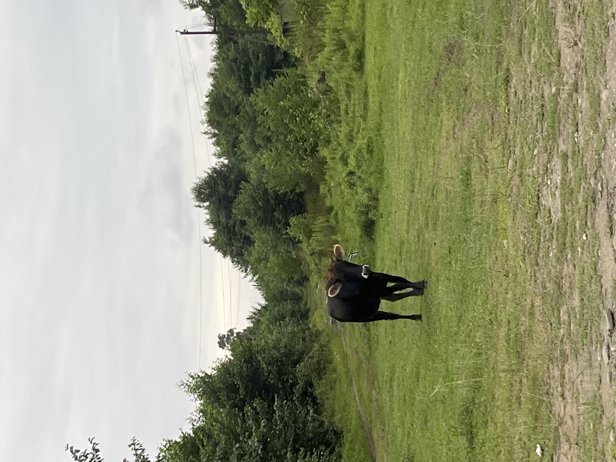 A black cow with light-colored ears and a white marking on its nose stands in a grassy field. The cow is facing the camera and is walking towards it. It has a blue tag or collar around its neck. The field is green with some patches of dirt and rocks. In the background, there are trees and a cloudy sky. There is a dirt path leading into the distance, and on the right side of the path, there are some electrical poles and wires. The scene appears to be in a rural or semi-rural area, consistent with the outskirts of Ureki, Georgia.