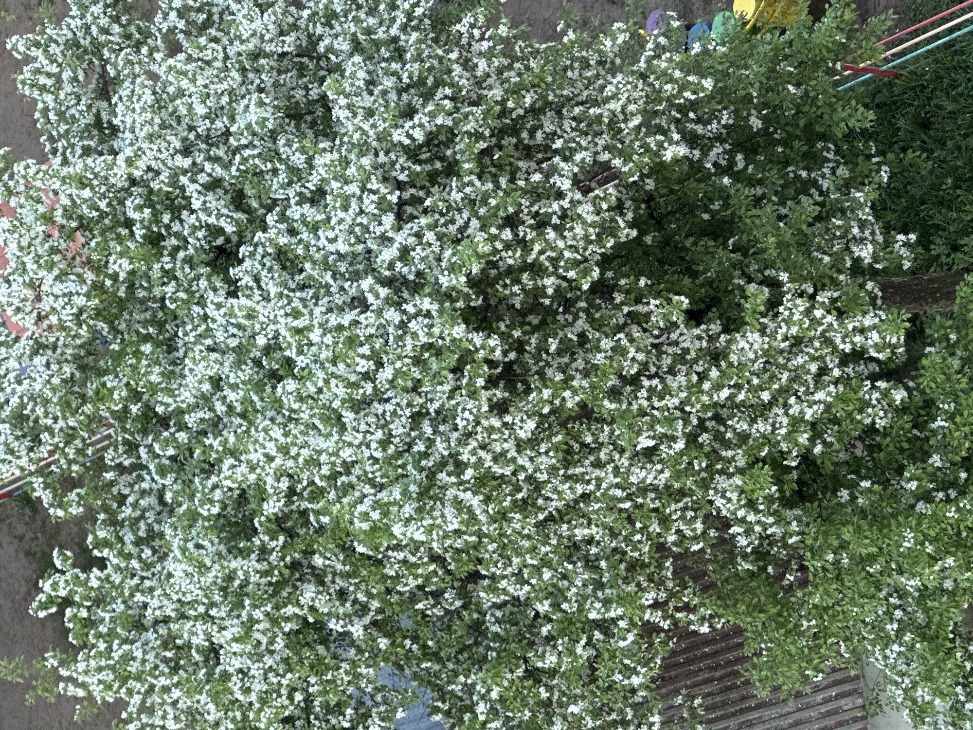 The image is a high-angle shot of a flowering tree located in Chaikovsky, Russia. The tree is densely covered with small white blossoms and green leaves. Some of the branches are visible. In the background, there is a glimpse of a brown dirt patch, a metal roof, and the corner of an unidentified structure with red details. A clothesline with red, blue, and green clothespins and multi-colored wind spinners are also visible. The lighting appears to be diffused daylight.
