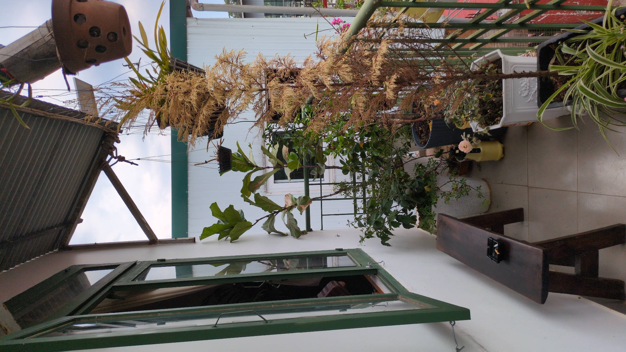 The image shows a view from a balcony in Cam Ly - Đà Lạt, Vietnam. An open green-framed window is visible in the lower part of the image, with a white wall extending upwards. Various potted plants are arranged on the balcony, including a hanging orchid, a dried conifer, and other leafy plants in white and black pots. A small wooden bench sits on the tiled floor. A corrugated iron roof and glimpses of the sky are visible above the window. A red and green metal railing runs along the balcony edge.