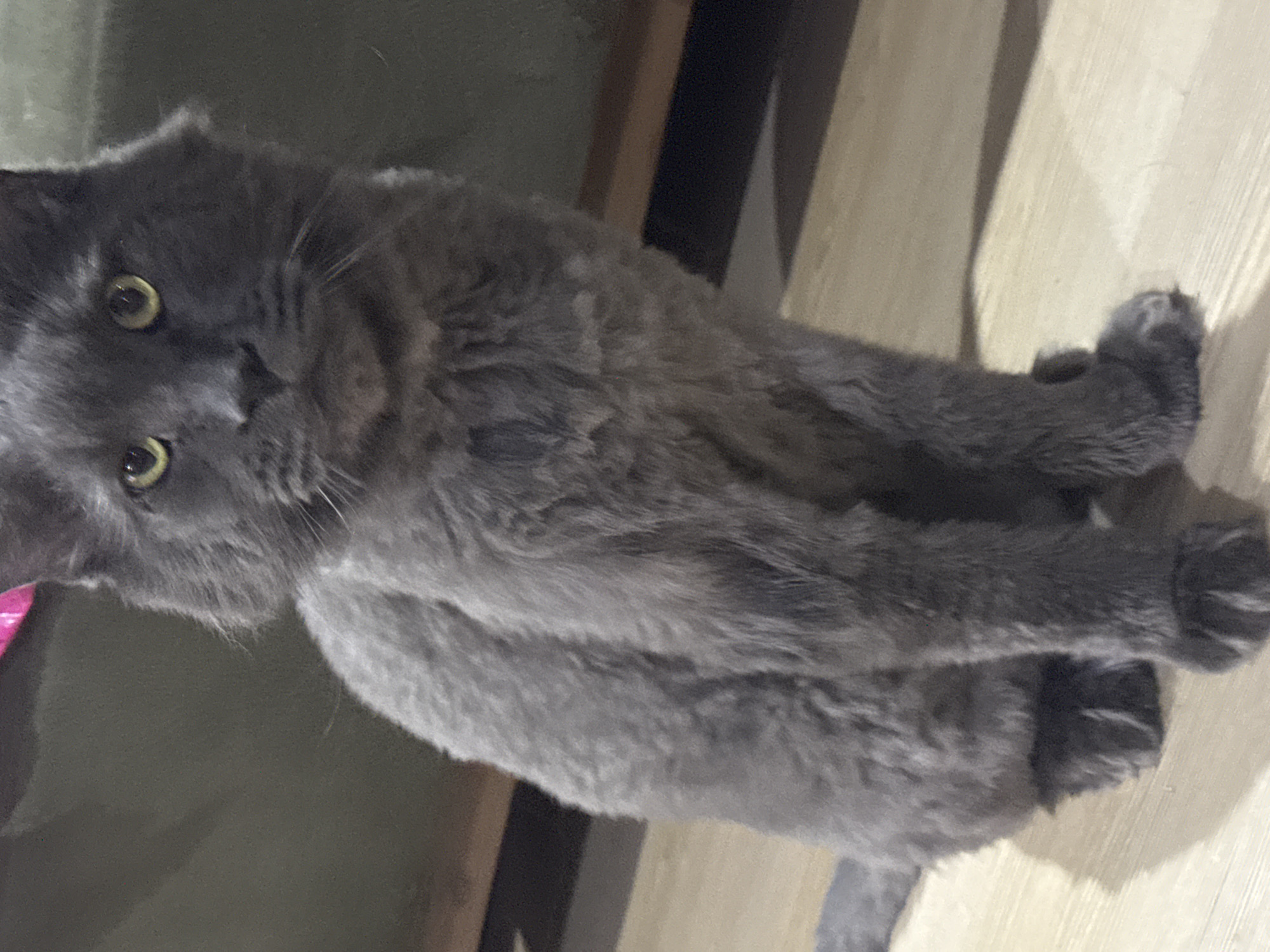A medium shot of a fluffy gray cat sitting on a light-colored wooden floor in Gölbaşı, Turkey. The cat is facing the camera with bright yellow eyes. Its fur is long and appears somewhat unkempt. A hint of a pink object is visible behind the cat's head, near the top of the frame. The background is out of focus, showing a dark green surface that appears to be furniture. The lighting is dim, casting shadows on the floor. The cat is the sole subject in the image.