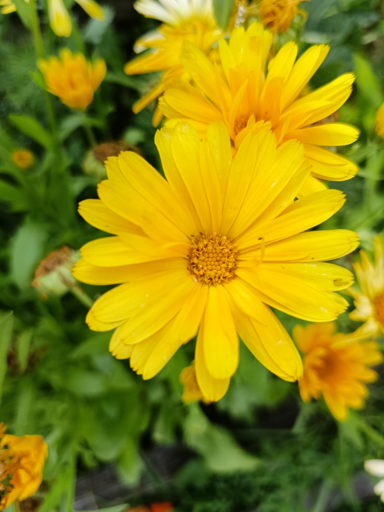 A close-up, eye-level, vertical shot features bright yellow daisy-like flowers in focus, set against a blurred background of green foliage. The foreground is dominated by a large yellow flower with numerous petals radiating from a central disc. The petals are elongated and slightly pointed, with some appearing translucent due to light passing through them. Another partially visible yellow flower is positioned in the upper right quadrant of the image. In the background, smaller, out-of-focus yellow flowers and green leaves create a soft bokeh effect. A dried, brown flower head is visible in the mid-left background. The overall impression is one of vibrant floral life, likely in a garden or natural setting. The location in Lagovskoe, Russia, is not visually discernable from the image content.