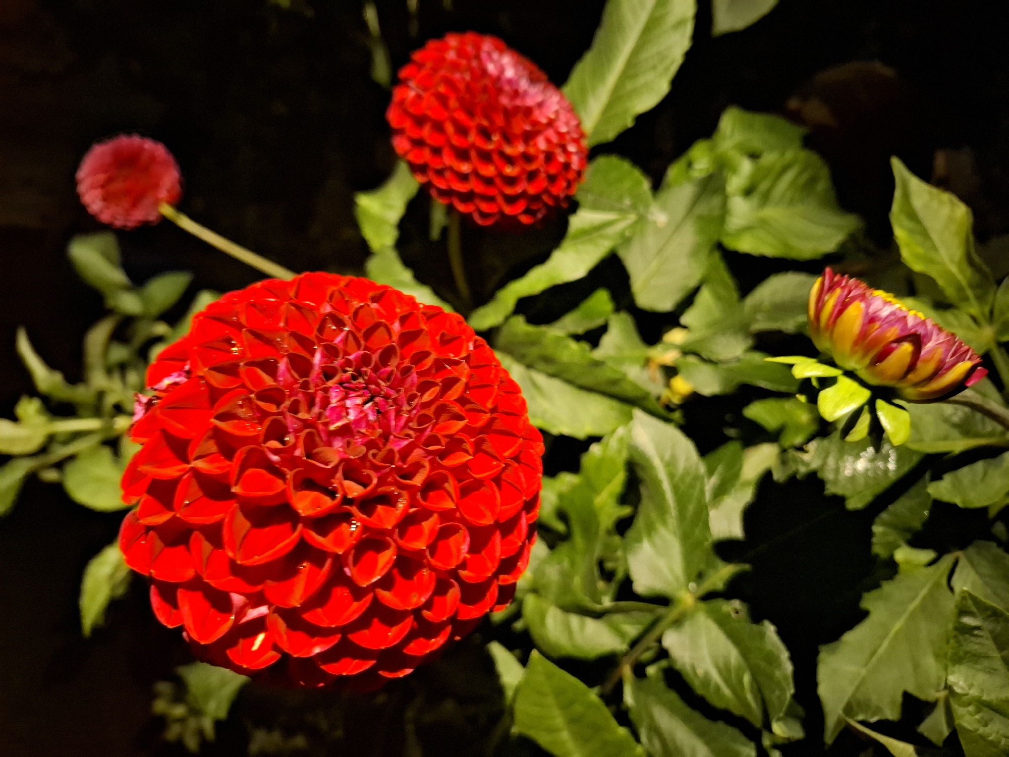 This is a close-up, eye-level, vertical shot of several red dahlias and green leaves against a dark background. The main dahlia in the center-left is fully bloomed, displaying intricate petal formations and a vibrant red hue. To its right, a smaller, fully bloomed red dahlia is visible, also with a detailed petal structure. In the upper right corner, a blurry, out-of-focus red dahlia is present. In the lower right, a dahlia bud, showing hints of red and yellow, is partially opened, surrounded by lush green foliage. The lighting is dramatic, highlighting the flowers and leaves with bright spots and casting deep shadows, suggesting it might be a night shot or taken in low light conditions. The image does not depict any elements that would allow for the identification of its location in the city of Tyumen, Russia.