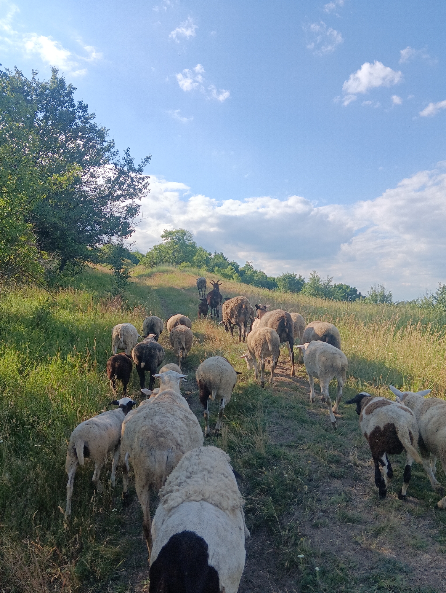 A flock of sheep is walking up a grassy hill on a dirt path. The sheep are of various colors, including white, brown, and black. Some have black heads with white faces. In the background, there are trees and a blue sky with white clouds. The sun appears to be setting, casting long shadows and illuminating the grass with a warm glow. The scene is peaceful and natural, suggesting a rural or pastoral setting. The activity is the sheep moving as a group, likely returning to a pen or moving to a new grazing area. There is no visible text.