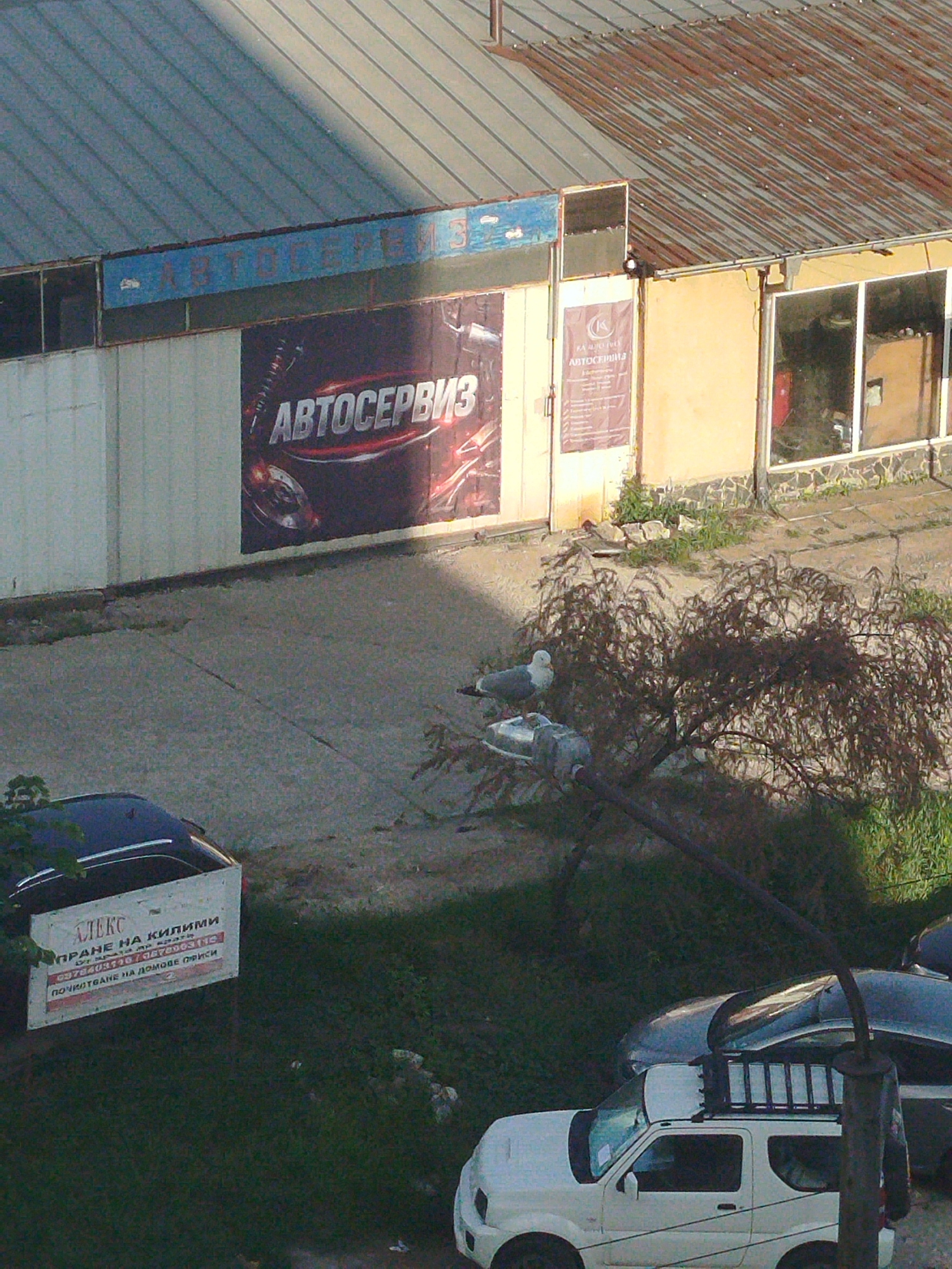 The image shows a street scene in Varna, Bulgaria. In the background is a single-story building with an "Автосервиз" (auto repair shop) sign. There's a parked dark-colored car near a sign that reads "АЛЕКС ПРАНЕ НА КИЛИМИ" (ALEX Carpet Cleaning), with phone numbers and "ПОЧИСТВАНЕ НА ДОМОВЕ ПРИСИ" (Cleaning Homes Prices). Two seagulls are perched on a bent light pole, with a small tree growing nearby. A white Suzuki Jimny and another car are visible in the foreground, partially obscured by the light pole and vegetation. The scene appears to be taken from an elevated vantage point.