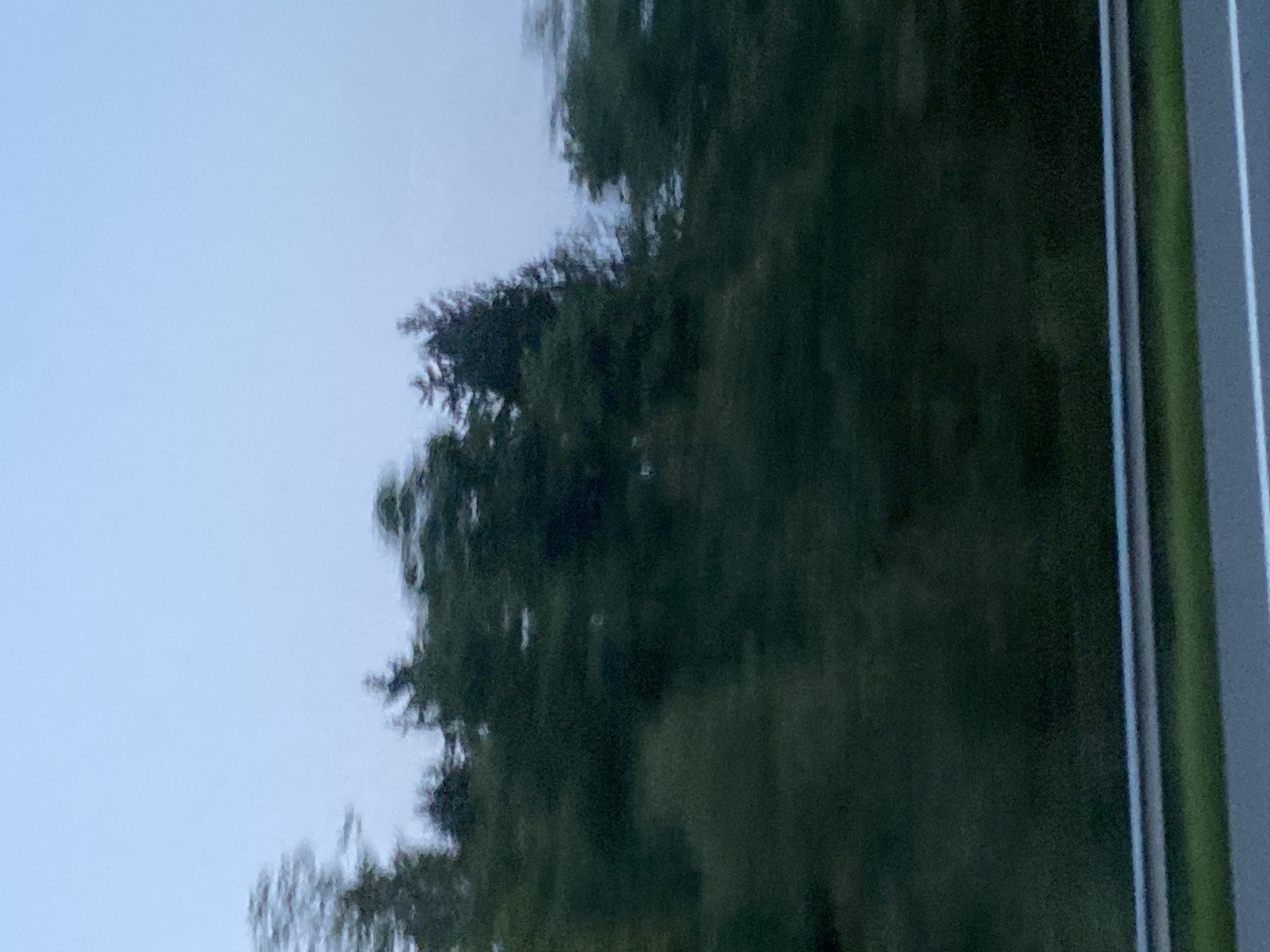 The image captures a blurred, impressionistic view of trees and a pale sky, suggesting motion, possibly from a vehicle. A metal guardrail is visible in the foreground, separating a road from the wooded hillside. The scene is dark, with deep green foliage and a muted, overcast sky. There are no discernible people or specific landmarks to identify the location in Oberaudorf, Germany, beyond the general impression of a roadside environment with abundant trees.