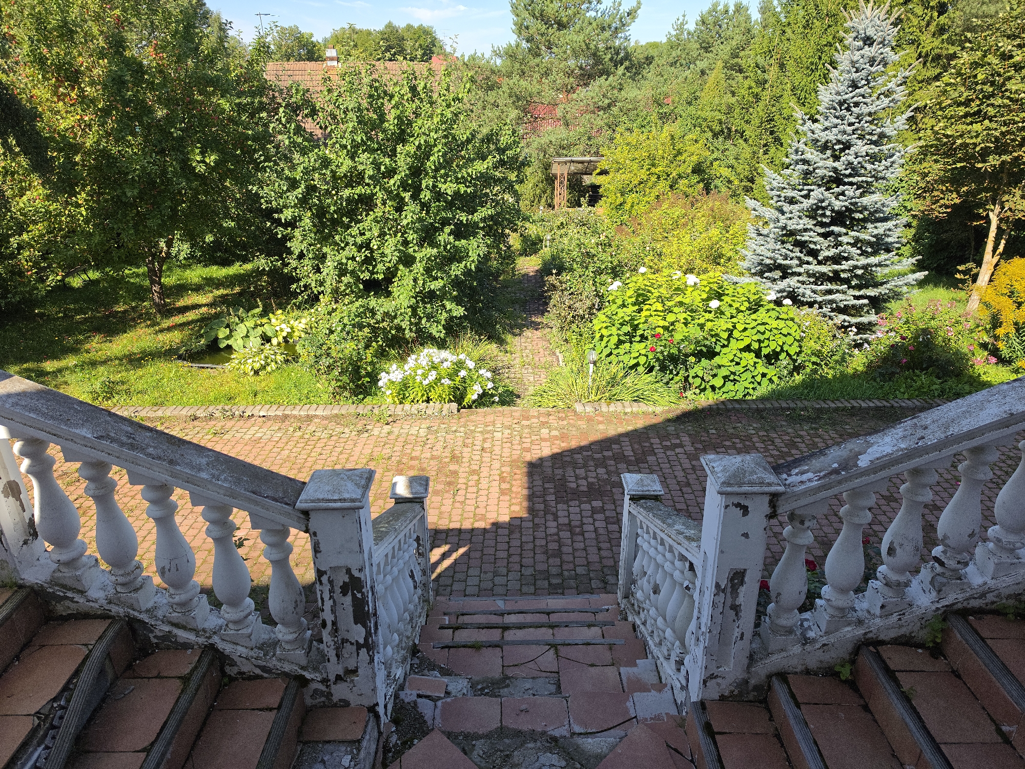 The image shows a view of a garden from an old, weathered stone staircase with white balusters. The staircase descends into a garden with a brick pathway winding through lush greenery and flowers. A large, blue spruce tree stands prominently on the right side of the garden, backed by a dense forest. The garden appears to be part of a private property, possibly a dacha or a house, given the presence of a tiled roof visible through the trees in the background. The overall atmosphere is tranquil and rustic, suggesting a well-established, somewhat overgrown garden bathed in sunlight. The image is taken in Taytsy, Russia.