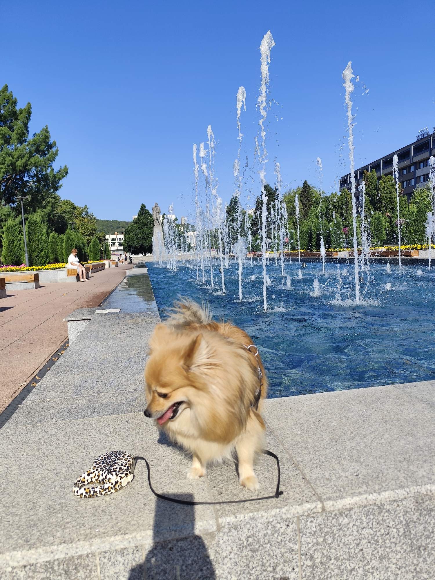 A small, fluffy, tan dog with its tongue out stands on a stone ledge in front of a large fountain in the city of Montana, Bulgaria. The dog is wearing a black harness. A patterned dog leash lies on the ledge next to the dog. The fountain has many jets of water spraying upwards. In the background, there are trees, a hotel, and a statue. A woman is sitting on a bench in the distance. The sky is clear and blue.