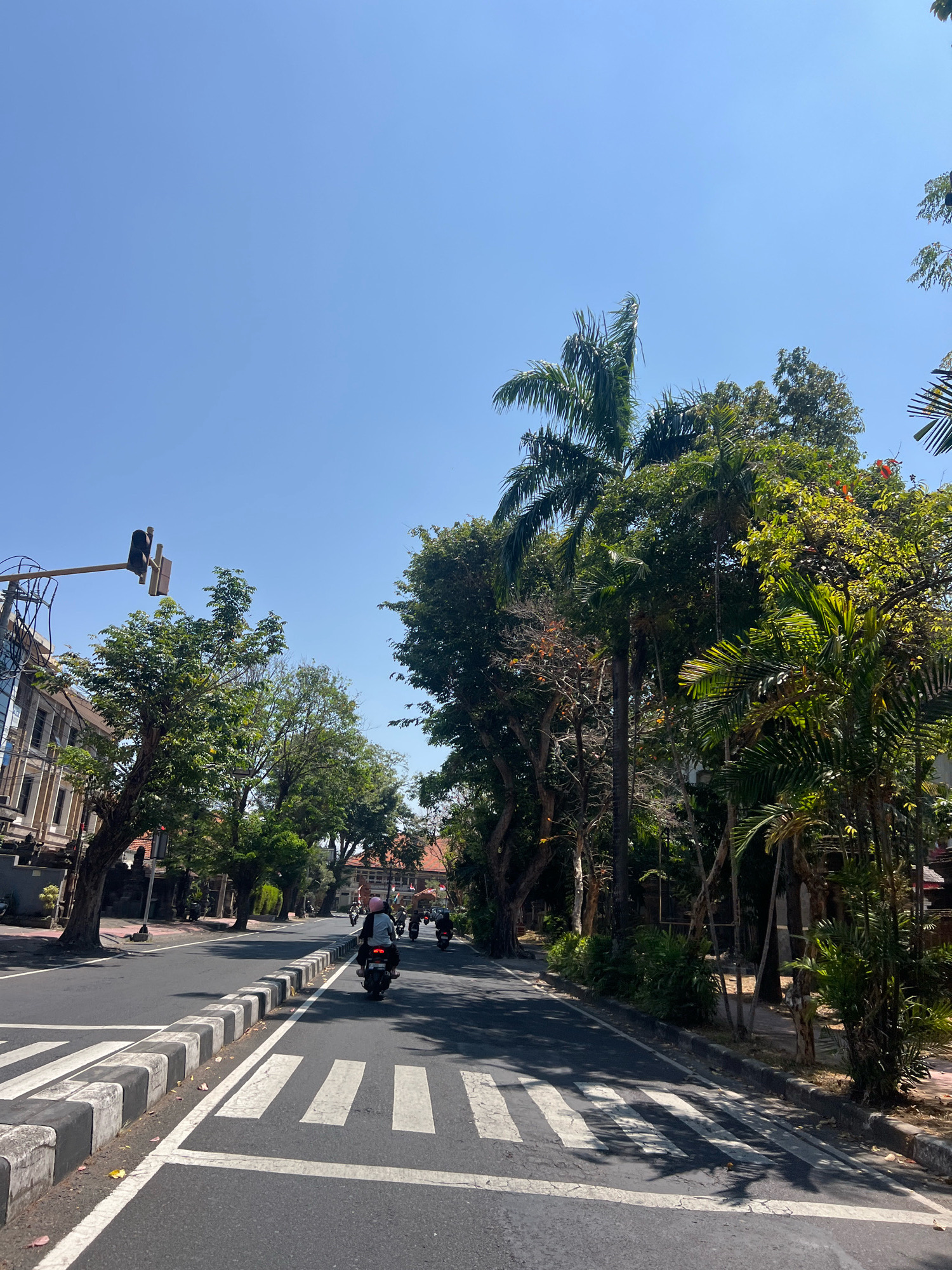 The image depicts a street scene in Denpasar, Indonesia, on a bright, sunny day with a clear blue sky. The road is asphalt, marked with white pedestrian crosswalks and a striped concrete median. Several motorcycles are visible on the road, with riders wearing helmets. One motorcycle in the foreground has two occupants. Along the side of the road are mature trees, including palm trees, with dense green foliage. Buildings with traditional Indonesian architectural elements are visible on the left side of the street, and some buildings have red tile roofs. A traffic light is mounted on a pole on the left. The scene conveys a typical urban environment in a tropical climate.