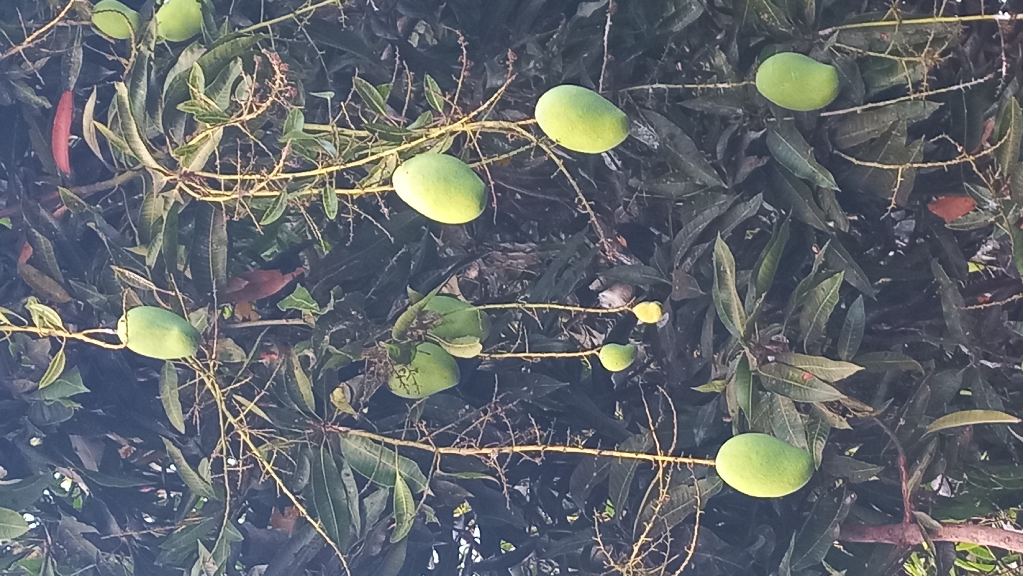 A mango tree laden with green mangoes is captured in a close-up shot against a backdrop of dark green leaves. The image focuses on the fruit and branches, with some of the mangoes hanging from thin stalks. The environment suggests a tropical setting, possibly a backyard or orchard in Pare, Indonesia, given the prevalence of mango trees in the region. No people are visible in the frame.