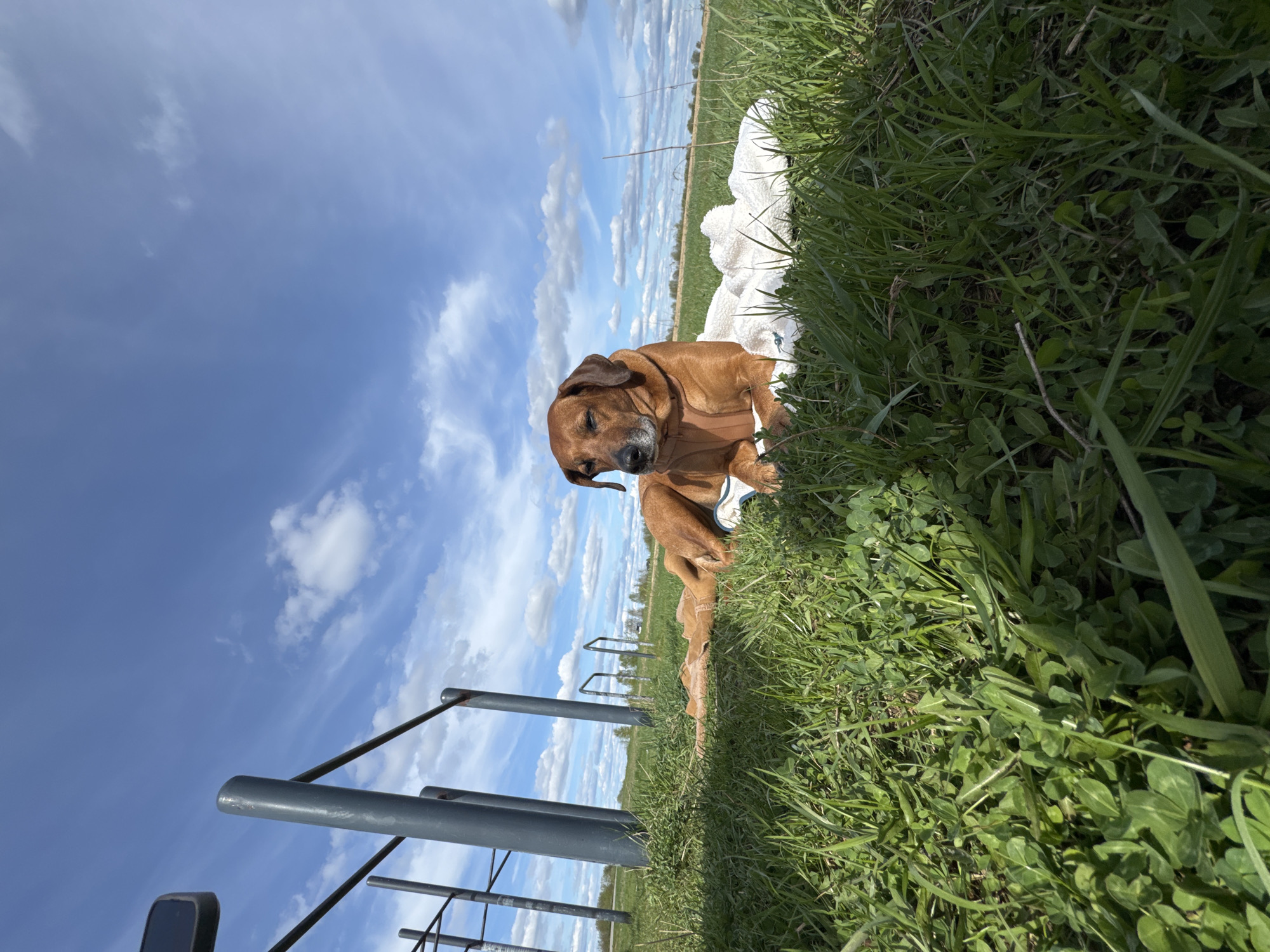 A medium-sized, brown, short-haired dog lies on a white blanket in a grassy field under a partly cloudy, blue sky. To the left of the dog, metal posts and horizontal bars, possibly part of a fence or exercise equipment, are visible. The grass is green and lush. The location appears to be outdoors, potentially in a park or rural area. The image is taken at a low angle. The location is Bol'shoye Kozino, Russia.