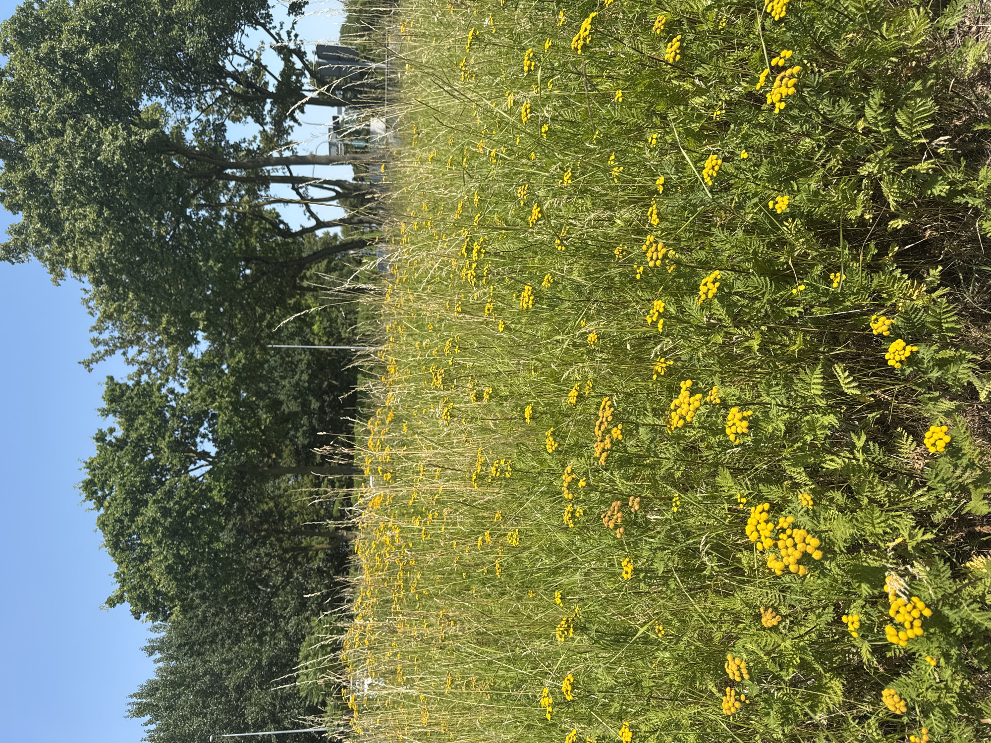 This is a photograph of a sunny, outdoor scene in Dusseldorf, Germany. The foreground is dominated by a field of tall, green grass interspersed with numerous small, yellow flowers. The flowers are clustered and appear to be a common wild variety. Behind the field, a line of mature trees with full, green canopies forms a natural barrier. The sky above is a clear, bright blue, indicating a fair weather day. In the middle ground, faint structures and what appear to be streetlights are visible through the trees, suggesting an urban or suburban edge to the natural landscape. The overall impression is one of a peaceful, verdant area within the city.