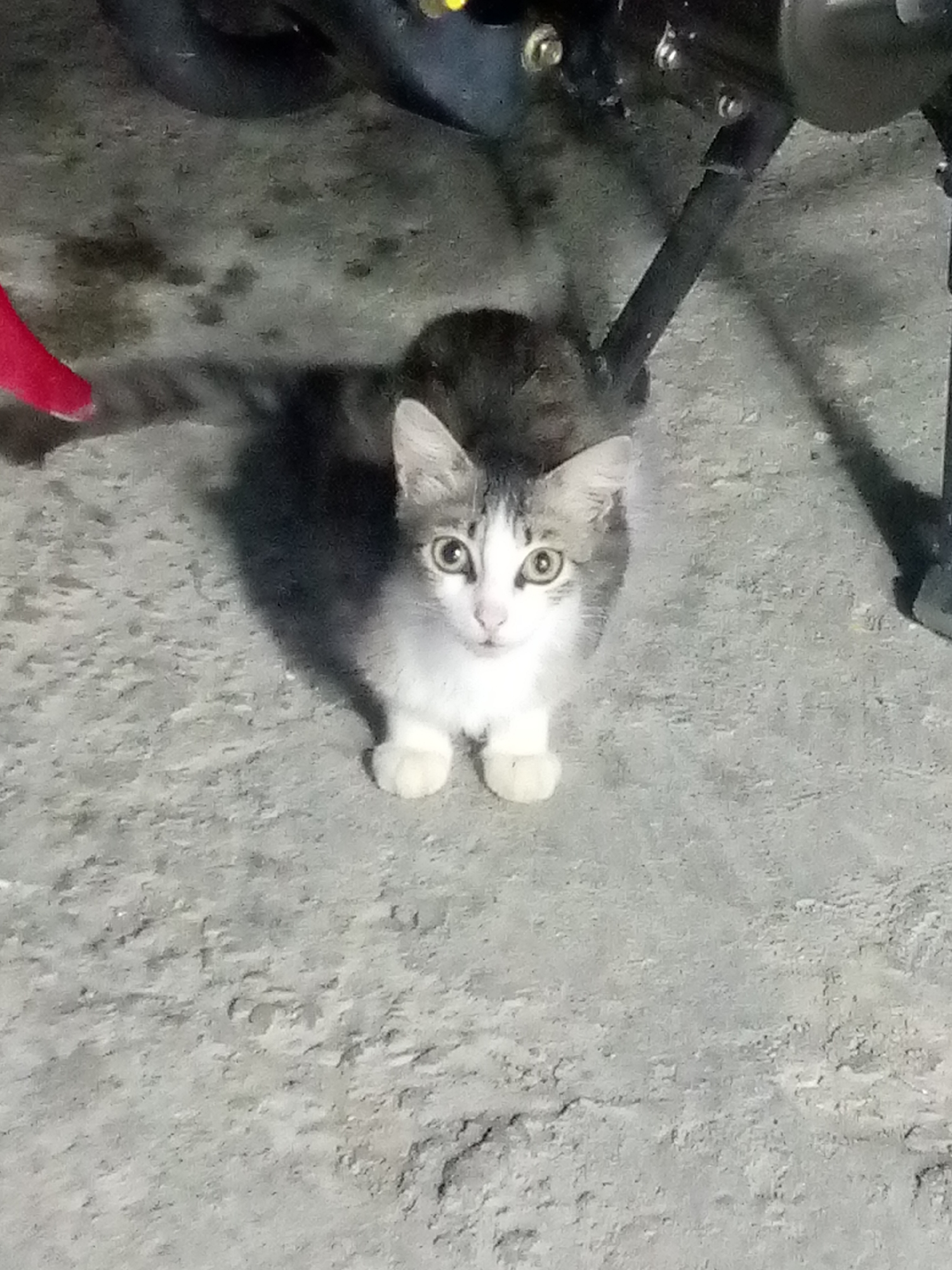 A small, grey and white cat is sitting on a grey concrete surface. Part of a motorcycle is visible in the background above the cat. A red object is also visible on the left of the frame. The image was taken in Las Guevaras, Venezuela.