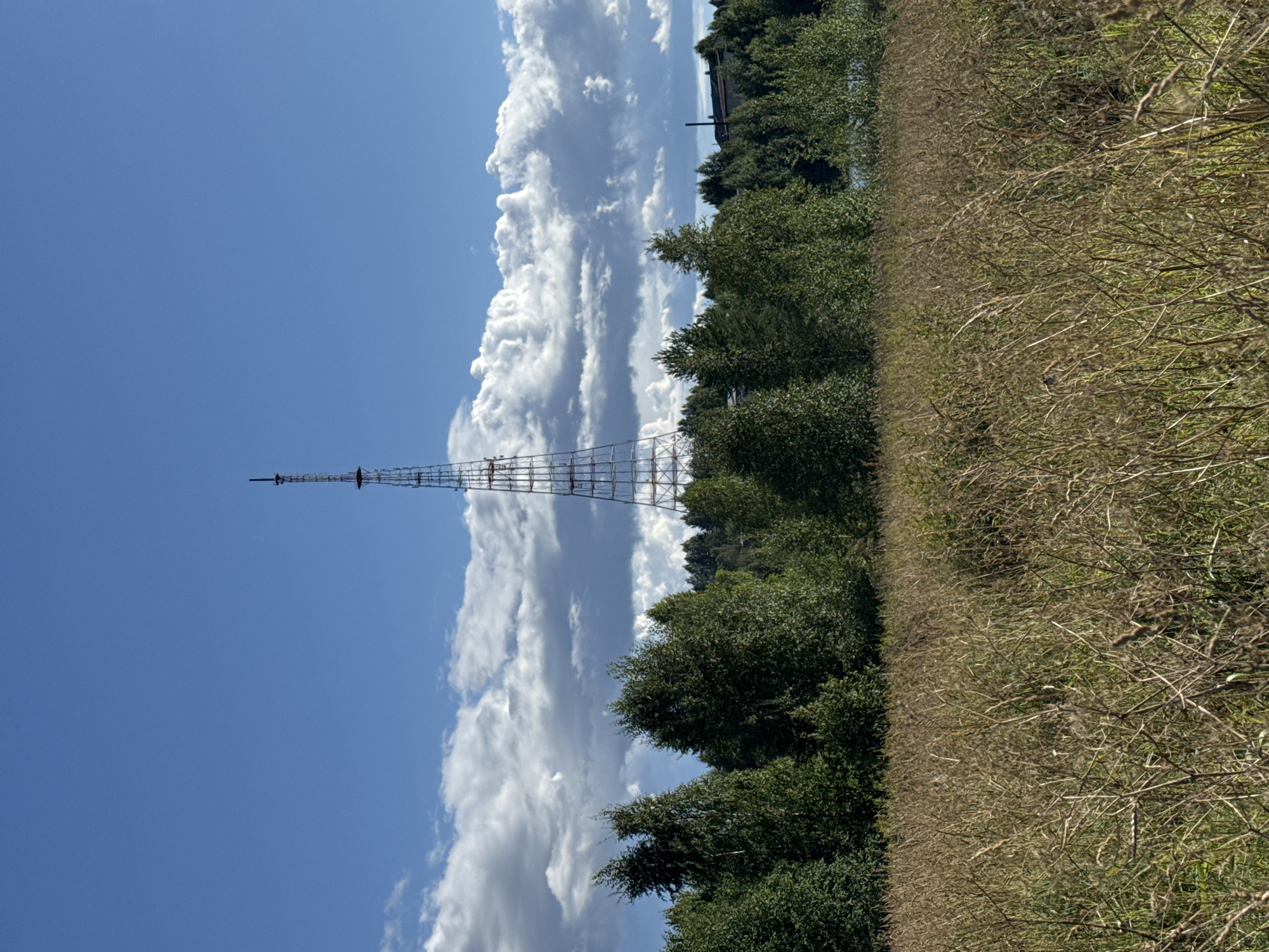The image shows a tall lattice tower, likely a radio or television transmission tower, situated in a rural landscape. In the foreground, there is a field of dry, tall grass with some green vegetation interspersed. Behind the field, a dense line of deciduous trees forms a dark green band across the middle of the image. Beyond the trees, the lattice tower rises prominently against a bright blue sky with scattered, fluffy white clouds. The tower is metallic, with a complex lattice structure. The overall impression is one of a clear, sunny day in a semi-natural environment. The context of Vonguda, Russia, suggests this is a view within that region.