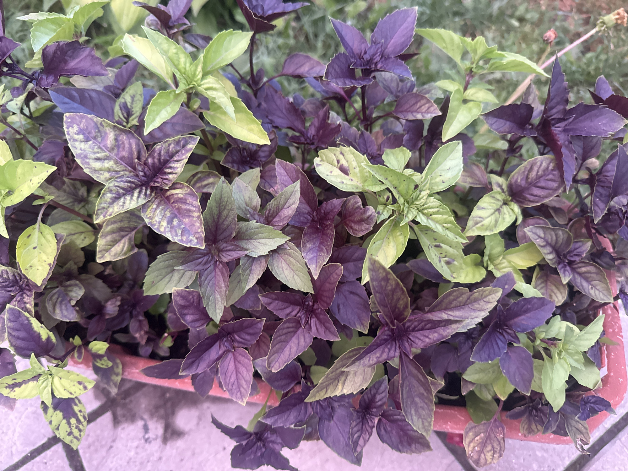 In Hraniv, Ukraine, a close-up, overhead shot captures a planter filled with a vibrant mix of basil plants. Some of the basil leaves are a deep, rich purple, while others exhibit a lighter green hue with purple variegation. The planter itself is a reddish-pink hue and sits on a textured, light-colored surface, possibly paving stones. The background is softly blurred, suggesting an outdoor setting with foliage and a hint of dried vegetation. The lighting is natural, casting subtle shadows and highlighting the different colors and textures of the basil leaves.