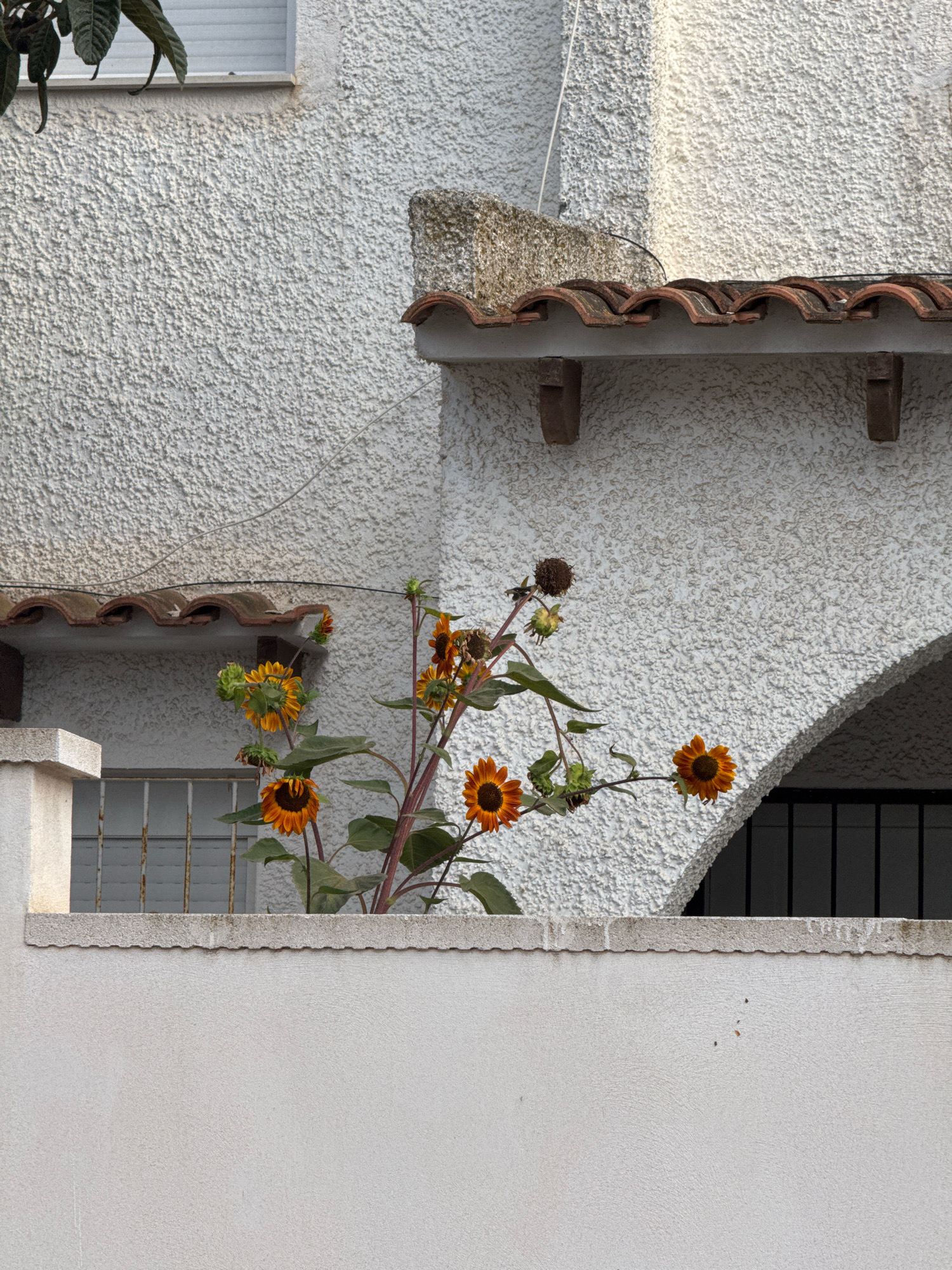 In Torrevieja, Spain, an outdoor scene captures a portion of a textured white stucco building with a terracotta tiled roof. Several sunflowers, in various stages of bloom and decay, rise from behind a low white wall. Some sunflowers exhibit bright orange petals and dark centers, while others are wilting or have gone to seed. The building features an arched opening on the right, revealing a darkened interior with barred windows. The foreground is dominated by the low white wall, obscuring the ground below. The lighting suggests it is daytime, with shadows cast on the building's facade.