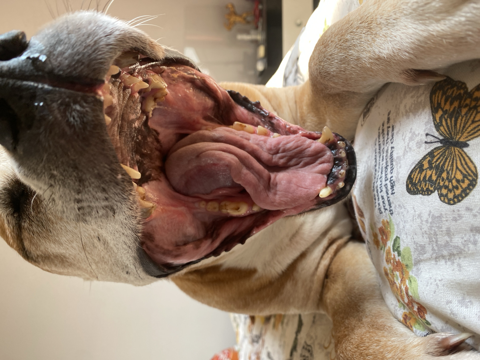 The image shows the open mouth of a fawn-colored dog, revealing its teeth, tongue, and the interior of its oral cavity. The dog is lying on a white and patterned fabric. No information indicates a location in the city of Pleven, Bulgaria. No people are visible.