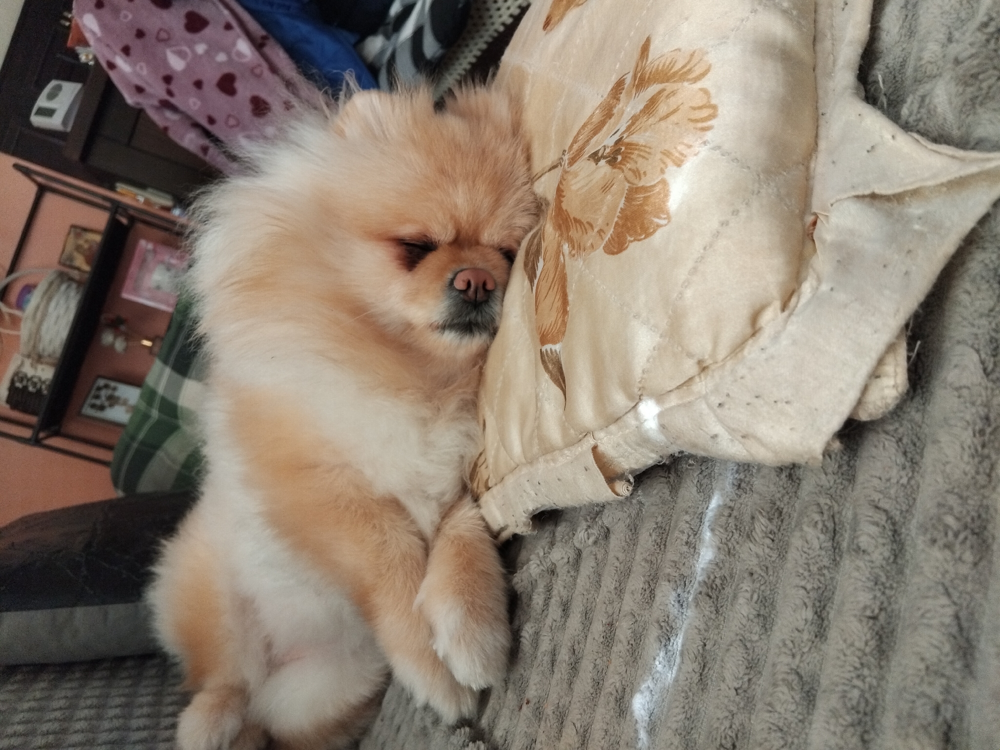 A fluffy, light-brown Pomeranian dog is sleeping on a gray, textured blanket, using a floral-patterned pillow as a headrest. The dog is lying on its side with its paws crossed. In the background, there is a piece of furniture and fabric. The location is Apriltsi, Bulgaria.