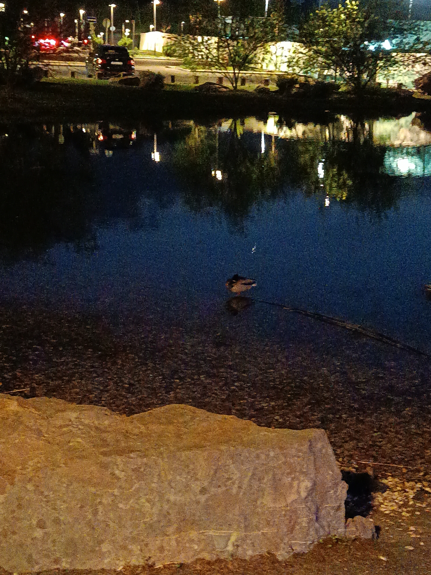 The image depicts a dark, nighttime scene in what appears to be a park or urban green space in Shulgino, Russia. A body of water, likely a pond or lake, is the focal point. Reflections of streetlights and the outlines of trees and buildings are visible on the water's surface.
In the foreground, a large, irregularly shaped rock is prominently placed. To the right of the rock, in a dark crevice or opening, is a small black object, possibly a hole or shadowed area.
In the middle ground, a duck is seen on the water. A dark, thin object is stretching from the bottom of the frame to the duck.
In the background, lights from buildings and vehicles illuminate the scene. The distinct red lights of a car are visible on the road on the top left of the image. The lighting and reflections on the water indicate the presence of streetlights or other artificial illumination in the surrounding area. The environment suggests a calm, urban setting with a focus on natural elements integrated within the city.