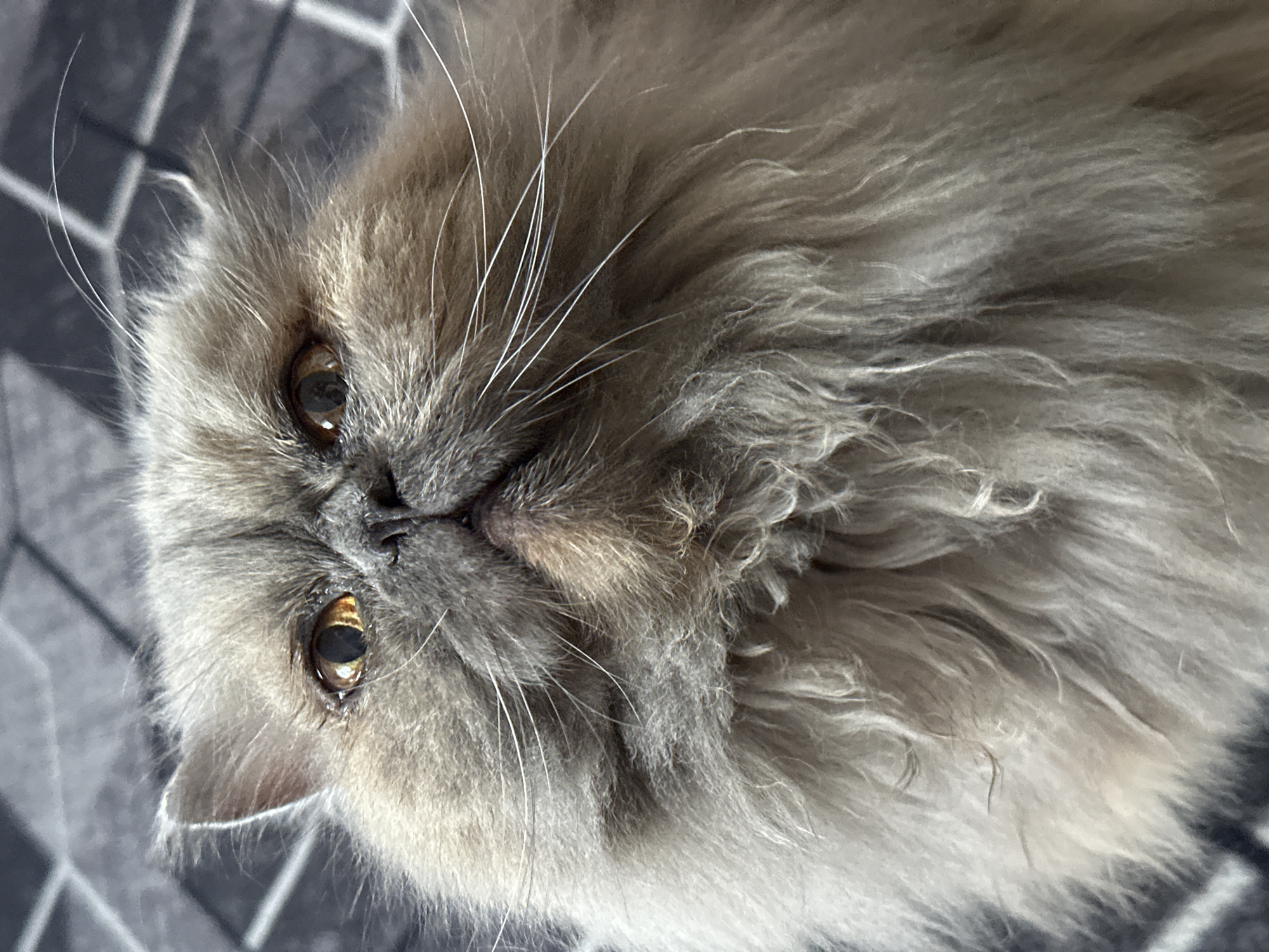 The image is a close-up, eye-level, full-frame shot of a fluffy, grey Persian cat's face. The cat is looking directly at the camera with its amber-colored eyes wide open. Its fur is thick and appears to be very soft, with long whiskers fanning out from its muzzle. The background is a blurry, dark grey and white patterned surface, possibly a blanket or upholstery. There is no indication of the city of Chaikovsky, Russia, or any specific urban environment within the image.