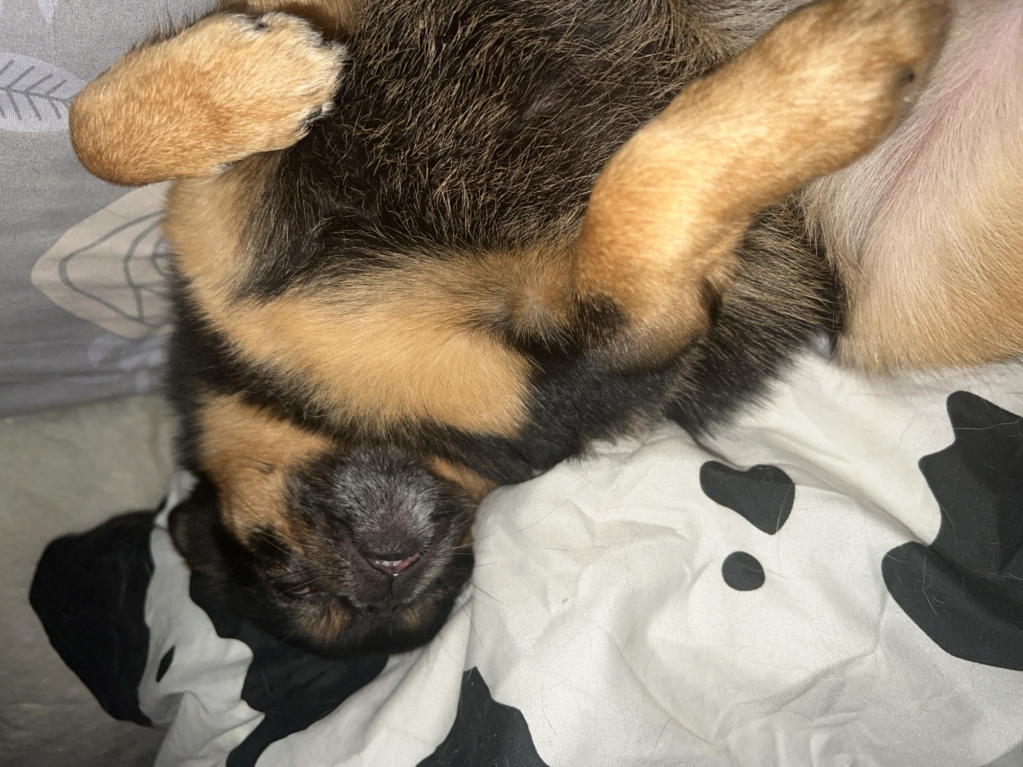A German Shepherd puppy is sleeping on a bed with a black and white cow-print duvet cover. The puppy is lying on its back with its paws in the air. Its eyes are closed and its mouth is slightly open, showing a small pink tongue. The puppy's fur is a mix of black, brown, and tan. The bed appears to be in a bedroom, and the background is a soft grey fabric. The scene is dimly lit, suggesting it is nighttime or early morning. The specific location within Ясная Поляна Снт, Russia, is not discernible from the image alone.
