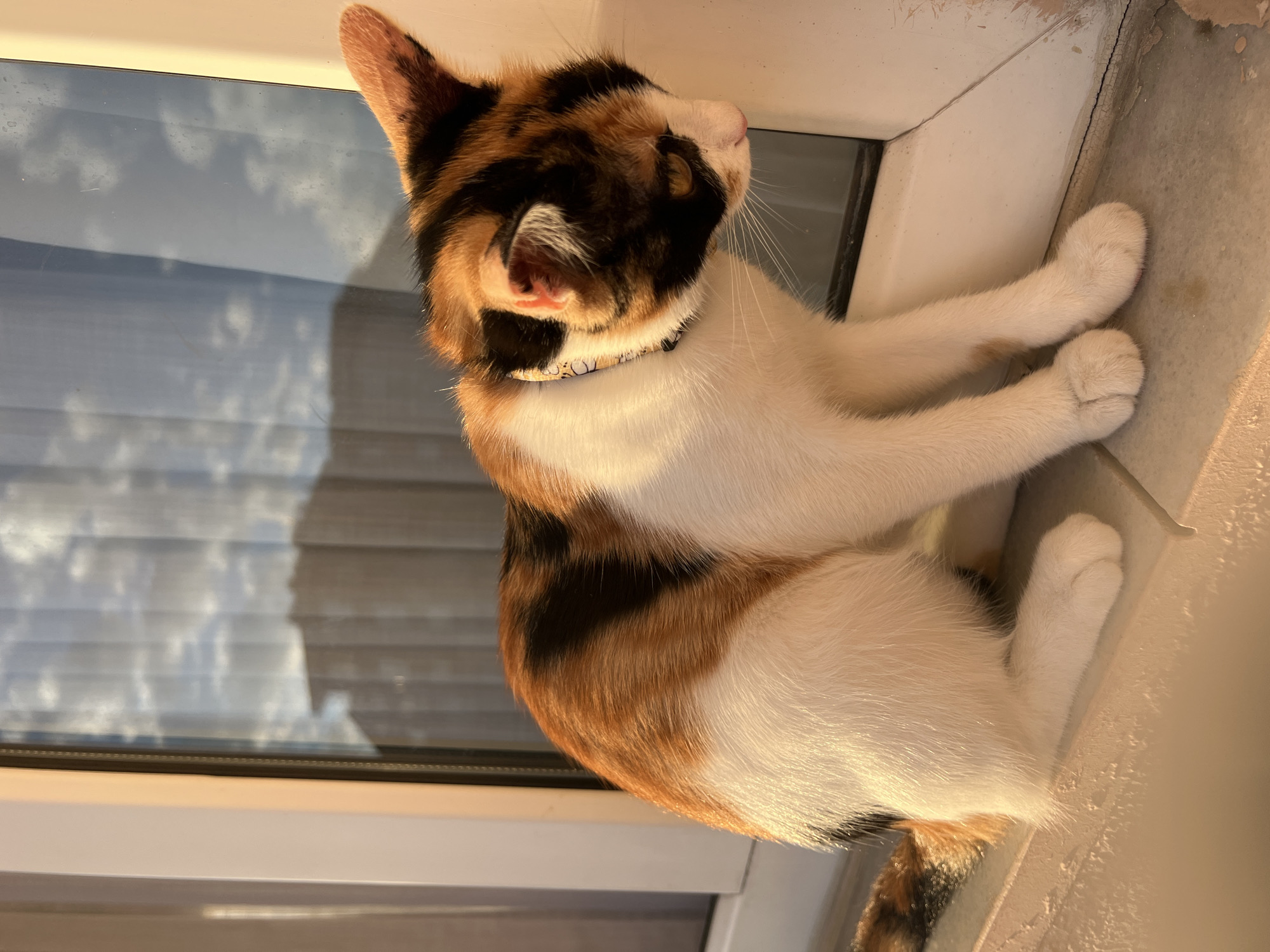 A calico cat with white, orange, and black markings is perched on a windowsill, looking down to its right. The cat is wearing a patterned collar. The windowsill appears to be made of a light-colored material and is located in front of a window that reflects a cloudy sky and the silhouette of a building. The window frame is white. The scene is illuminated by warm, soft light, suggesting it might be sunrise or sunset. The background shows a glimpse of what appears to be an indoor setting with curtains. There are no people visible in the image. The location is identified as Ümraniye, Turkey.