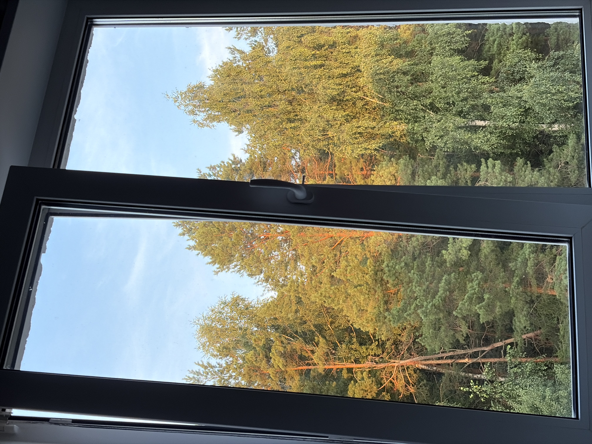 This is an eye-level, interior shot of an open window looking out onto a forest scene in Noviy, Russia. The window frame is dark gray, and the window is open slightly, allowing for a view of the trees and sky. The sky is a clear, pale blue with some wispy white clouds. Sunlight filters through the trees, casting a warm, golden glow on the foliage. The forest is dense with a variety of evergreen and deciduous trees. Pine trees dominate the left side of the frame, with their needles catching the light. On the right, a large birch tree with its distinctive white bark stands tall, its leaves shimmering in the sunlight. The scene evokes a sense of tranquility and natural beauty.