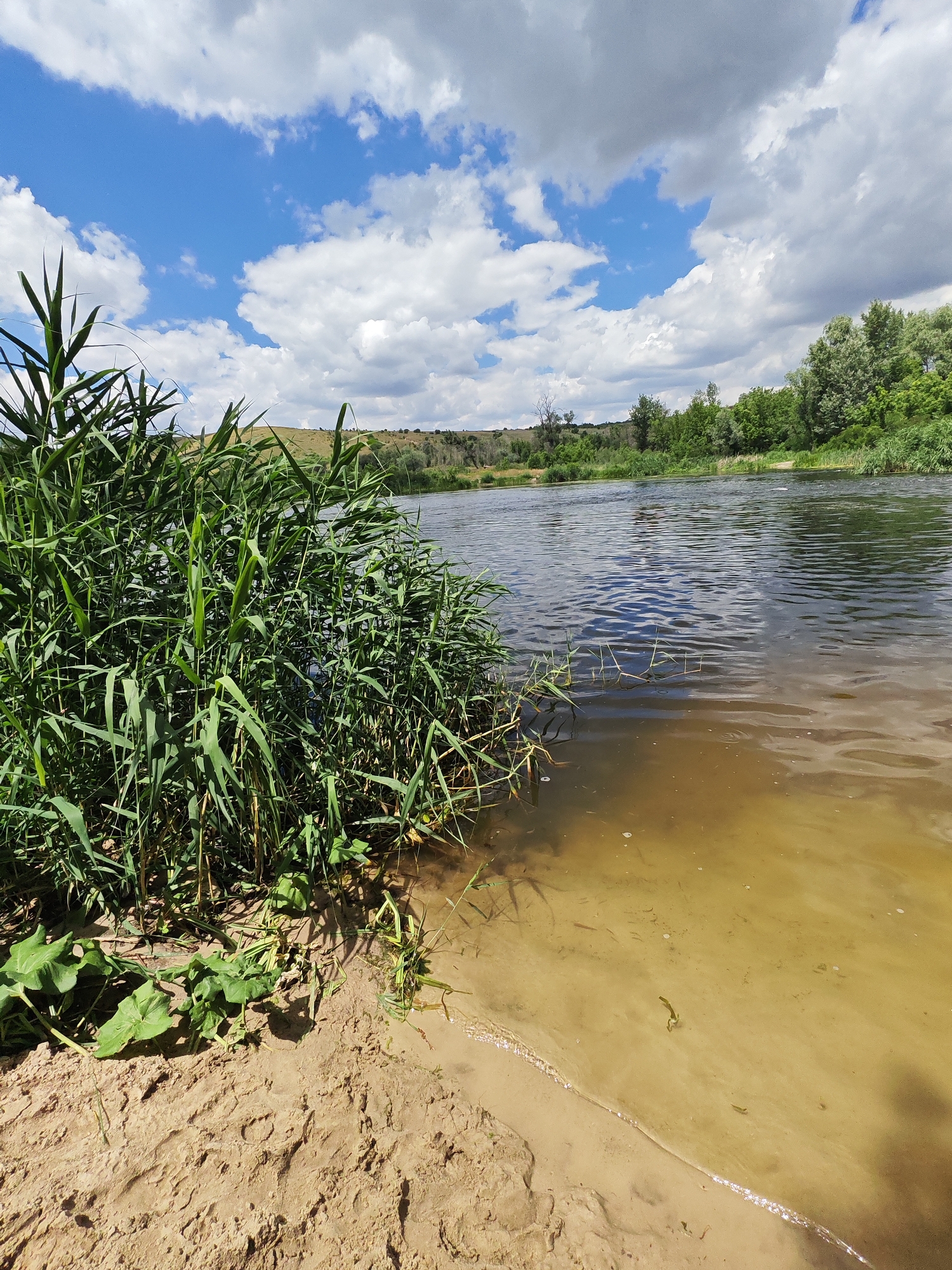 This is an eye-level, vertical, outdoor shot of a river bank on a sunny day, with fluffy white clouds in a bright blue sky above. In the foreground, a sandy bank is visible, with a dense cluster of tall, green reeds growing along the water's edge. The water itself is dark and rippled, with a shallow, sandy bottom near the shore that transitions to a darker color further out. The opposite bank of the river is lined with lush green trees and rolling, grass-covered hills. The scene is serene and natural, likely captured on the outskirts of Krutinskii, Russia, given the characteristic vegetation and landscape. There are no people or animals visible in the image.