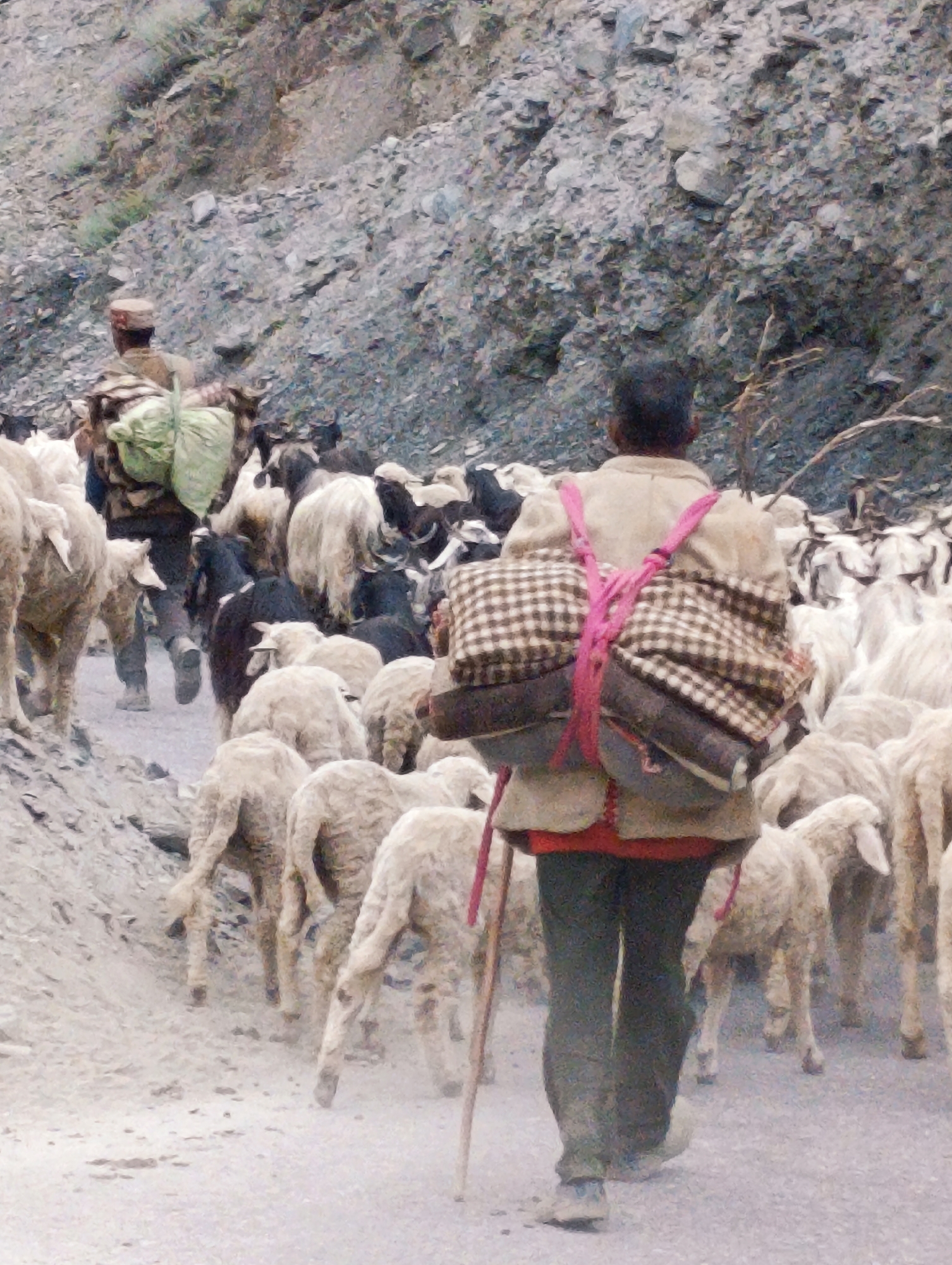 A man with a cap is walking away from the camera, leading a flock of sheep and goats on a dirt road. He is wearing dark pants, a light-colored jacket over a red shirt, and is carrying a large, checkered bag with pink straps over his shoulders. The flock consists of many sheep and some goats. The environment appears to be a mountainous or hilly area with rocky slopes on the left side of the road. The ground is dusty and appears to be a path.