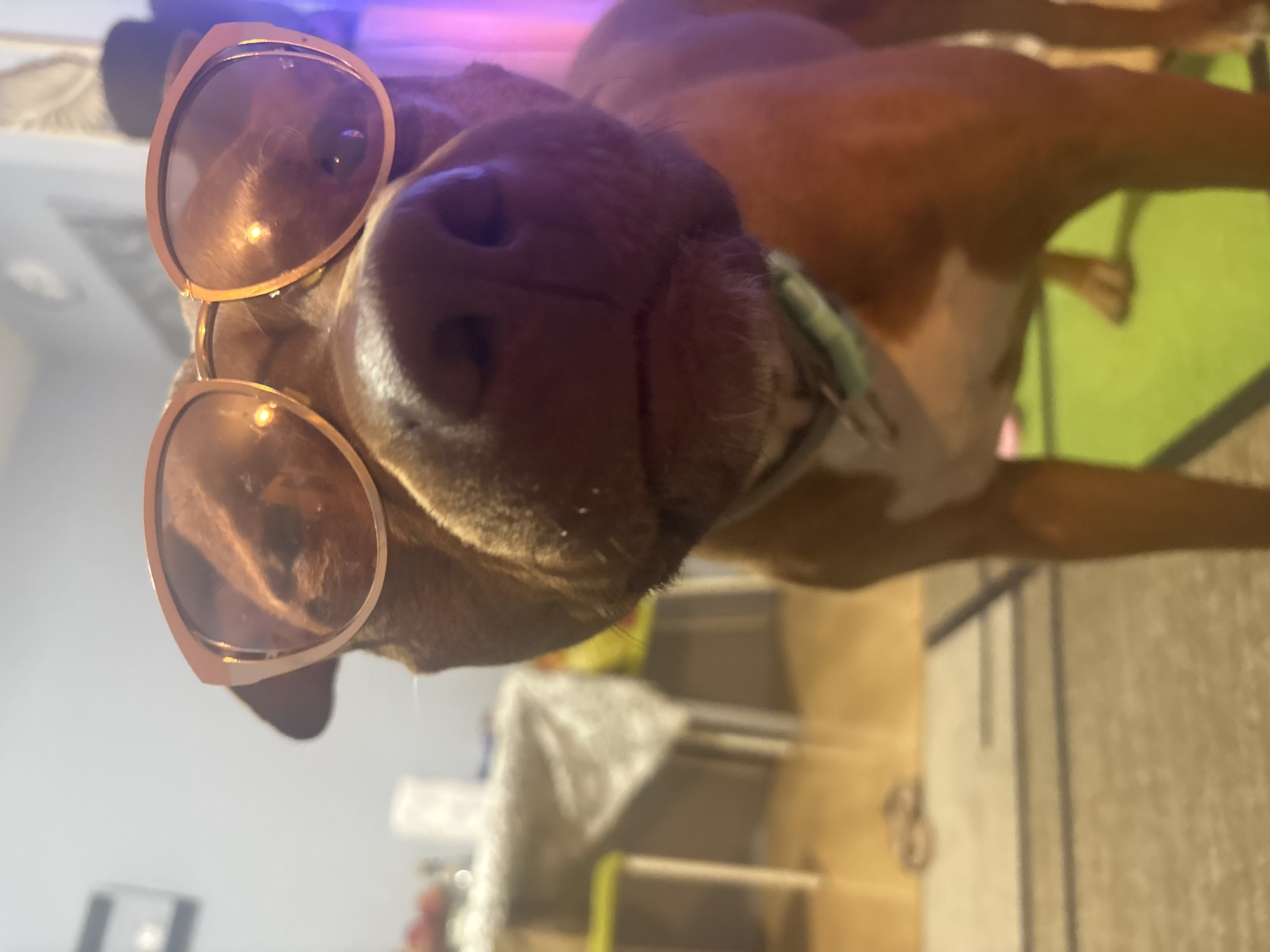 A tan dog wearing sunglasses is photographed close-up and from a low angle. The dog is in an indoor setting, though the background is blurry and indistinct. Visible elements in the background include a table, a green mat, and what appears to be general household objects. There is a purplish light source. The photo seems to have been rotated. There is no information about location within Sofia, Bulgaria.
