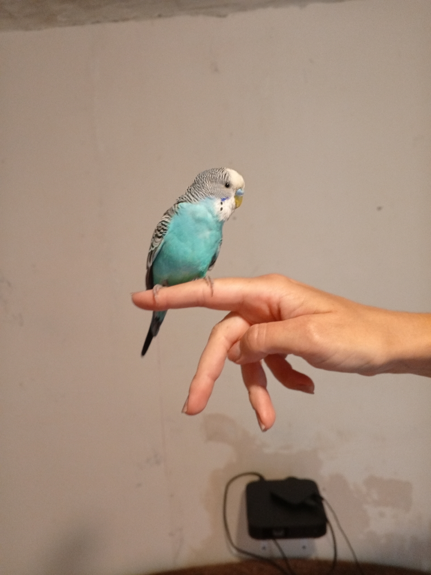 A close-up, eye-level, medium shot captures a single budgerigar perched on the index finger of a person's hand, which is extended towards the viewer. The budgerigar, predominantly turquoise with black and white markings on its wings and head, is positioned slightly to the left of the frame, facing to the right with its beak open. The hand, illuminated from the front, displays a fair complexion and neatly trimmed fingernails. The background consists of a textured, light-colored wall, with a black electronic device with cords visible in the lower right portion of the frame. The lighting is moderate, casting soft shadows. The image is devoid of any contextual information to determine its specific location within Marhanets, Ukraine.
