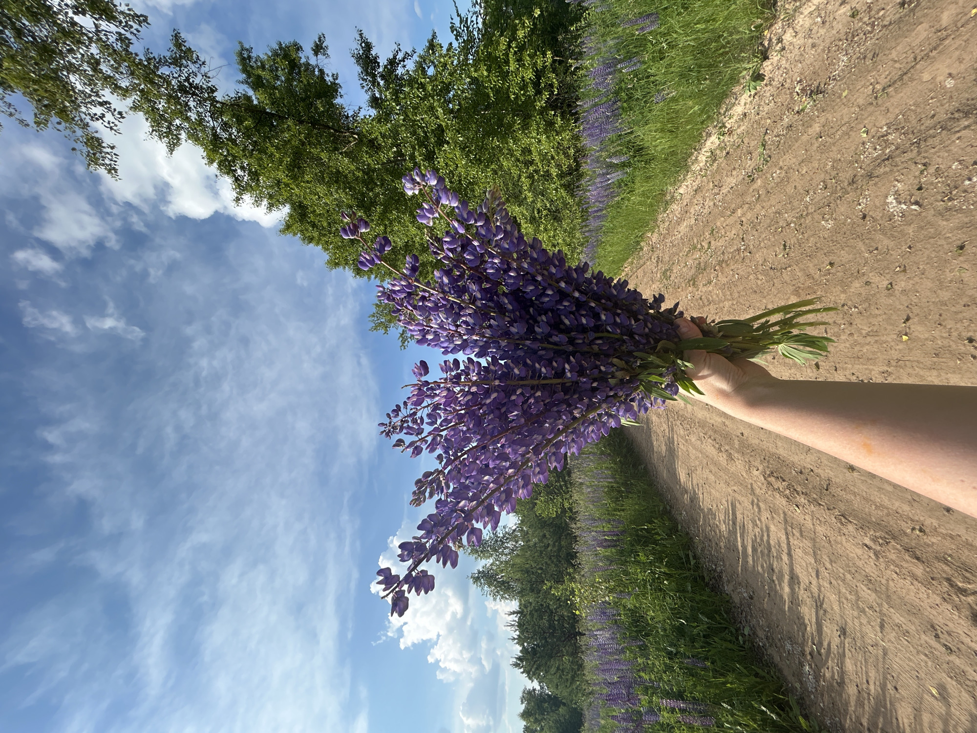A person holds a bouquet of purple lupine flowers on a dirt road in a field of lupine flowers near a forest under a partly cloudy sky. The flowers are tall and conical, with many small florets. The road is dusty and has tire tracks. The field of lupine flowers extends into the distance on either side of the road. The forest in the background is dense and green. The sky is blue with scattered white clouds. The image was taken in the village of Garevaya, Russia.