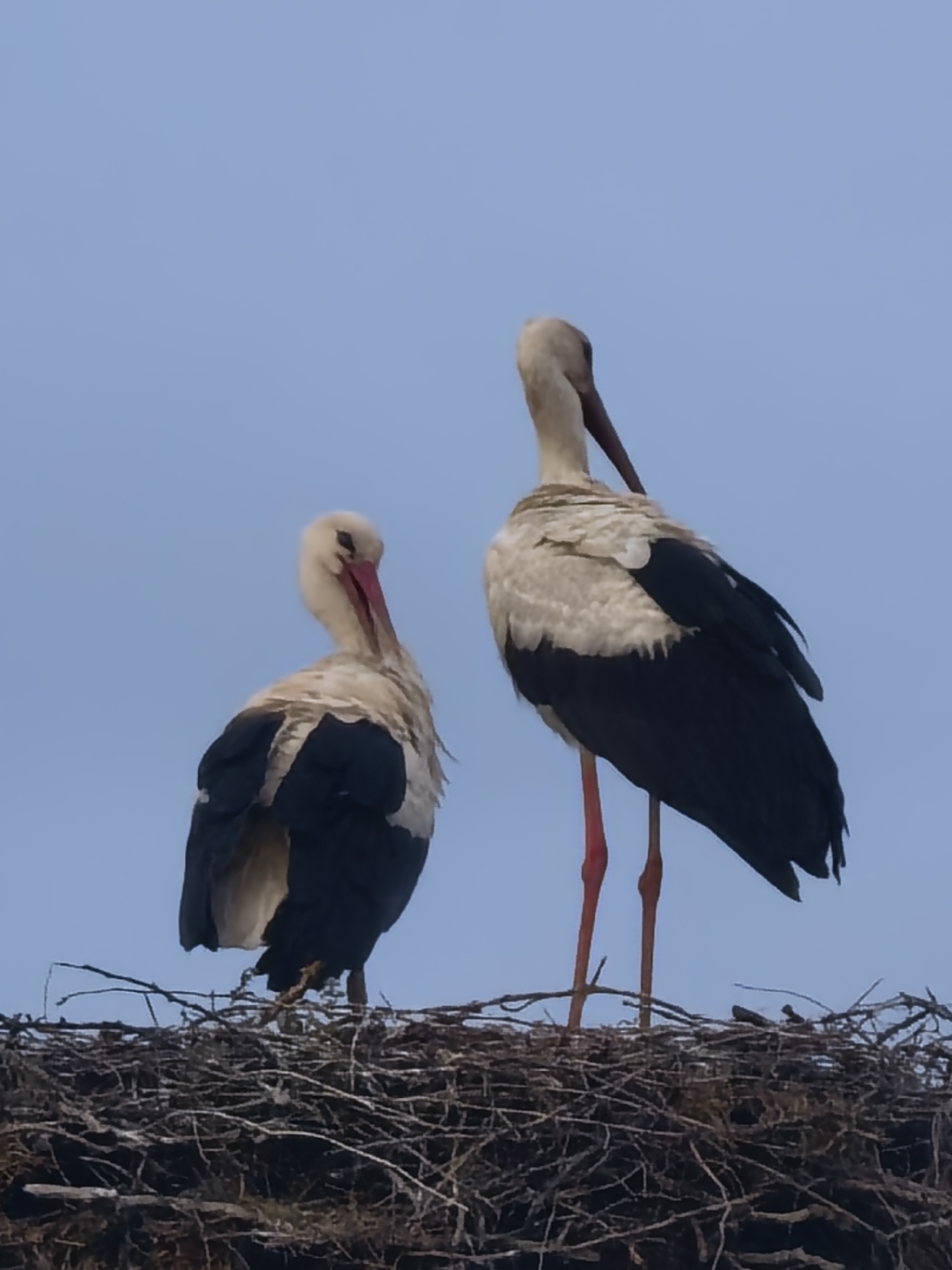 The image features two white storks standing in a large nest composed of dark brown and gray branches and twigs, set against a plain, light blue-gray sky. Both storks have predominantly white plumage with prominent black flight feathers on their wings.
The stork on the left is positioned slightly forward, with its body angled away from the viewer, and its head turned downwards and to its right, revealing a reddish beak. The stork on the right stands taller, also facing away from the viewer, but its head is sharply turned to its right, looking downwards. This stork displays long, reddish-orange legs and a dark-colored beak.
The storks appear calm and settled within their nest, possibly engaged in preening or observing their surroundings. The scene depicts an outdoor setting, likely during daytime, under soft, even lighting, which suggests either an overcast sky or a time of day with indirect sunlight. There are no specific location cues other than the nest itself, and no visible text is present in the media file.