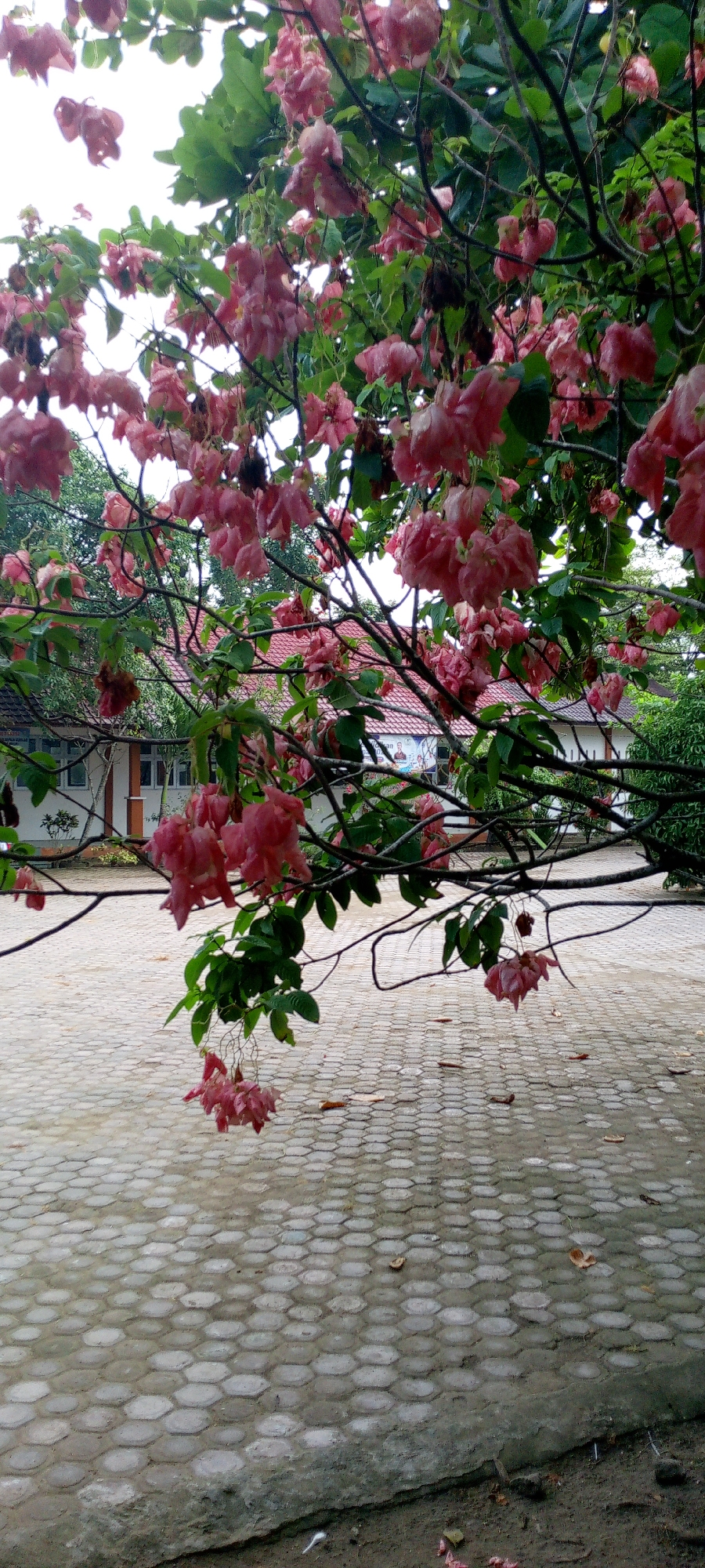 In Baratpayaitek, Indonesia, the image captures a close-up view of a tree with clusters of pink flowers in bloom, its branches extending across the frame. Behind the foliage, a building with a red-tiled roof and white walls is partially visible, suggesting an outdoor setting possibly near a school or public facility, indicated by faint posters on the building's exterior. The foreground is dominated by a paved area composed of hexagonal interlocking concrete blocks, with some fallen leaves scattered across the surface. The sky above is overcast.