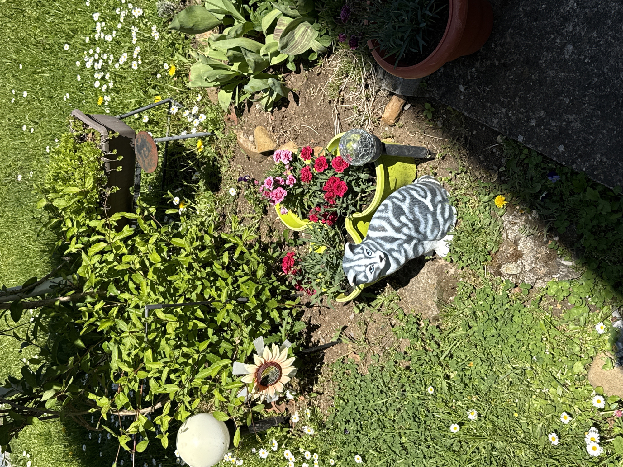 The image depicts a garden scene, potentially in a backyard. There are various plants and flowers, including what appears to be carnations in a lime green decorative pot. A grey and white striped decorative cat statue rests near the pot. A small sunflower decoration is also present. Other garden elements include a wind spinner, a globe light, and foliage. The ground is covered with grass and small white flowers. A patch of concrete or paving stone is visible in the upper right corner. The location is provided as Selishten Dol, Bulgaria, although there are no elements within the image to confirm this. No people are visible.